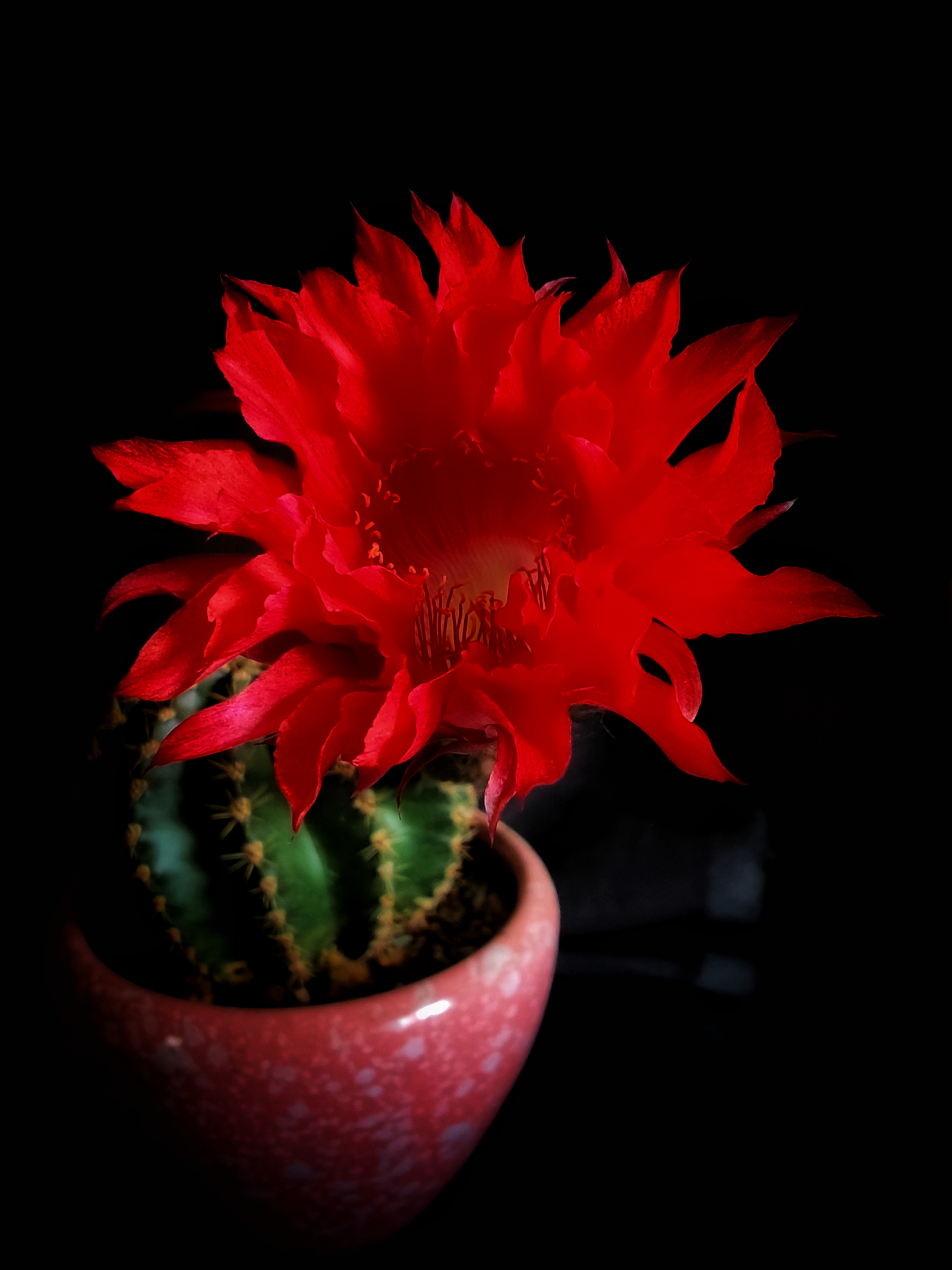 红色仙人球花美丽绽放