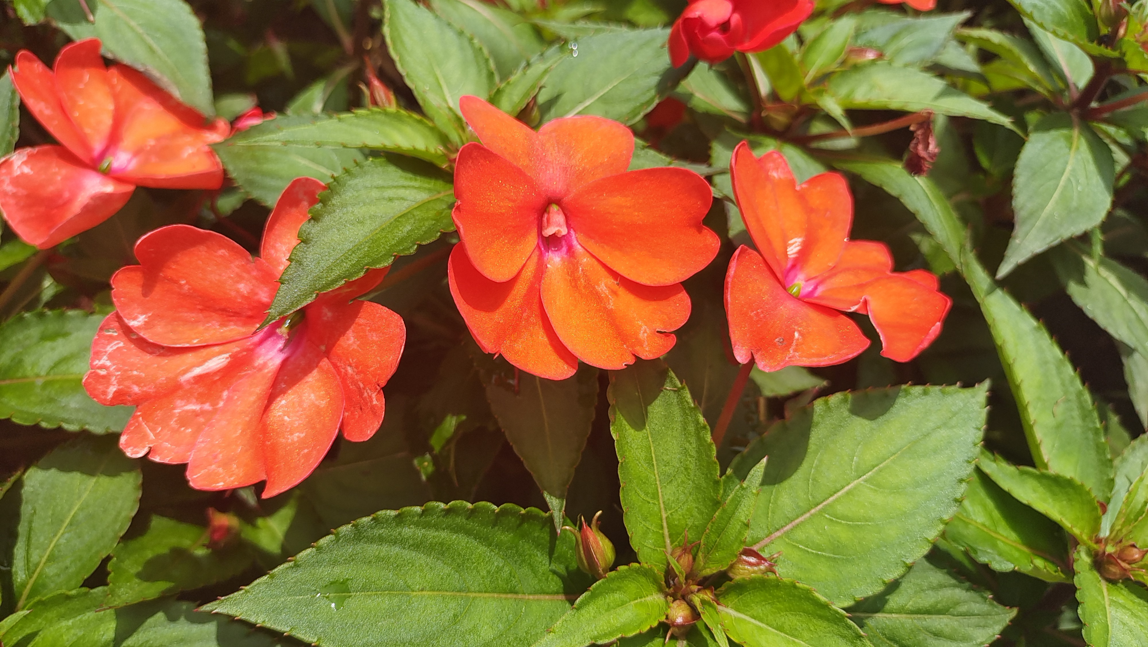 美丽吉安之赏花系列新几内亚凤仙花开艳丽