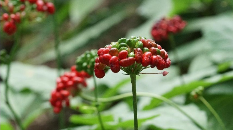 1654939595954007.png image.png