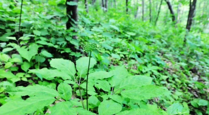 1654939675223084.png image.png