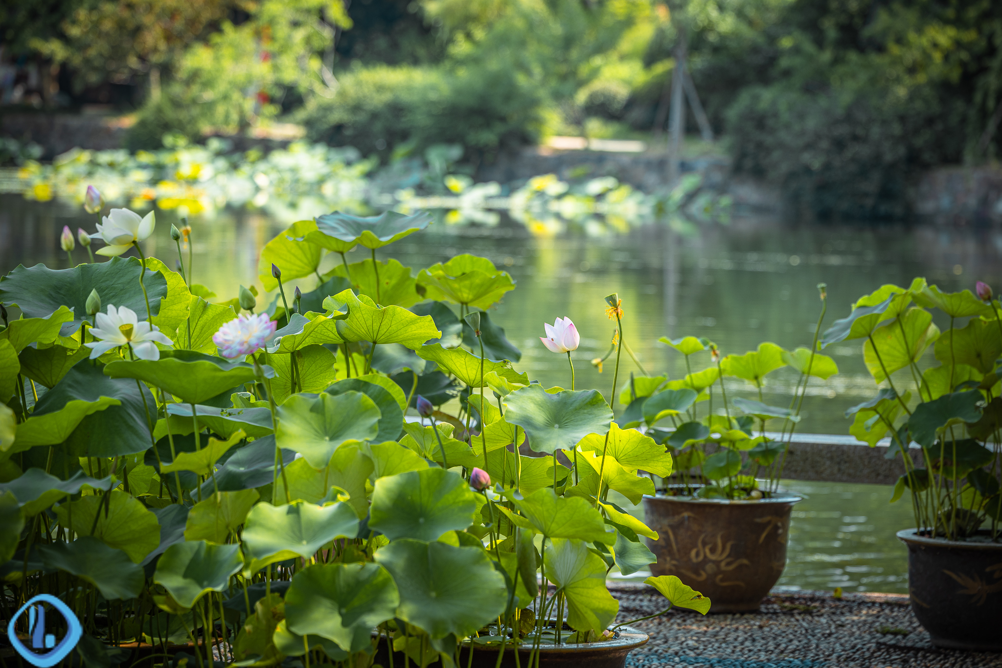 无锡蠡园夏日荷点点荷花在盛夏里绽放