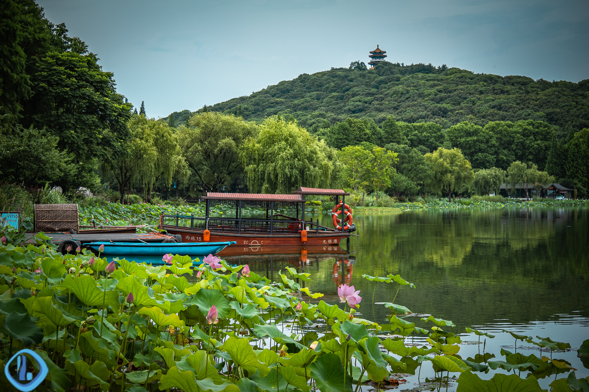 鼋头渚水景苑夏雨荷一场夏雨之后的荷花更艳丽