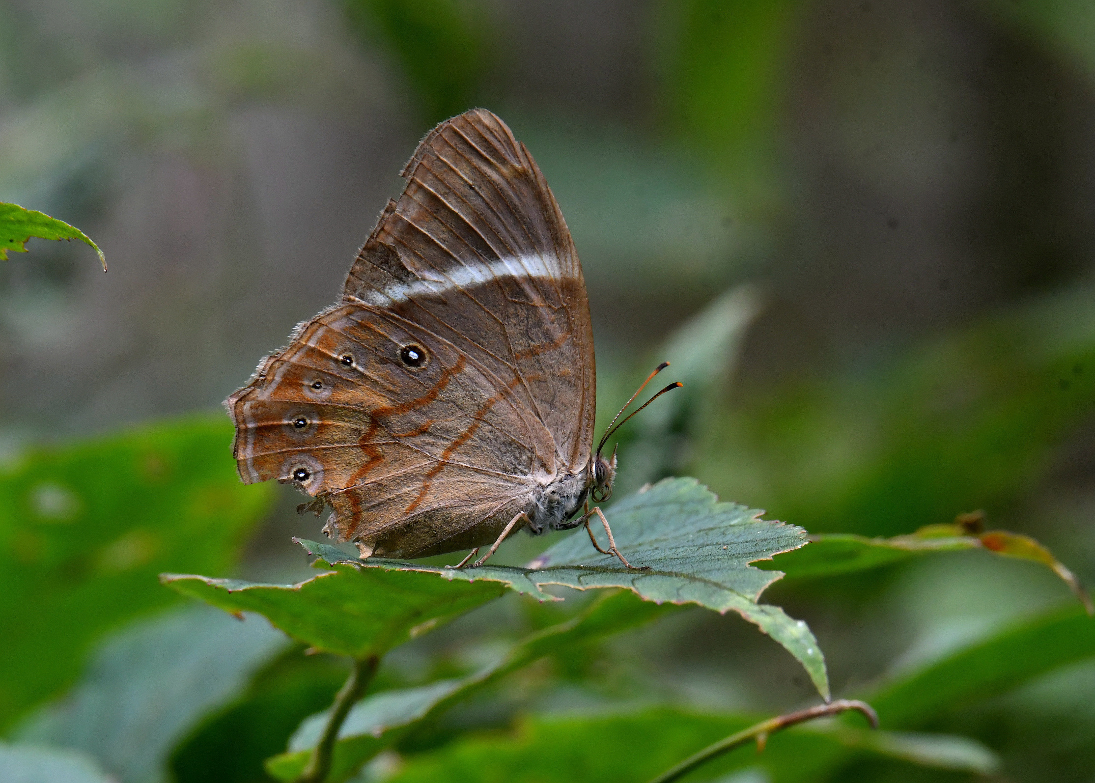1656904115841624.jpg 广西黛眼蝶(拍摄:廖金朋)DSC_8587.JPG