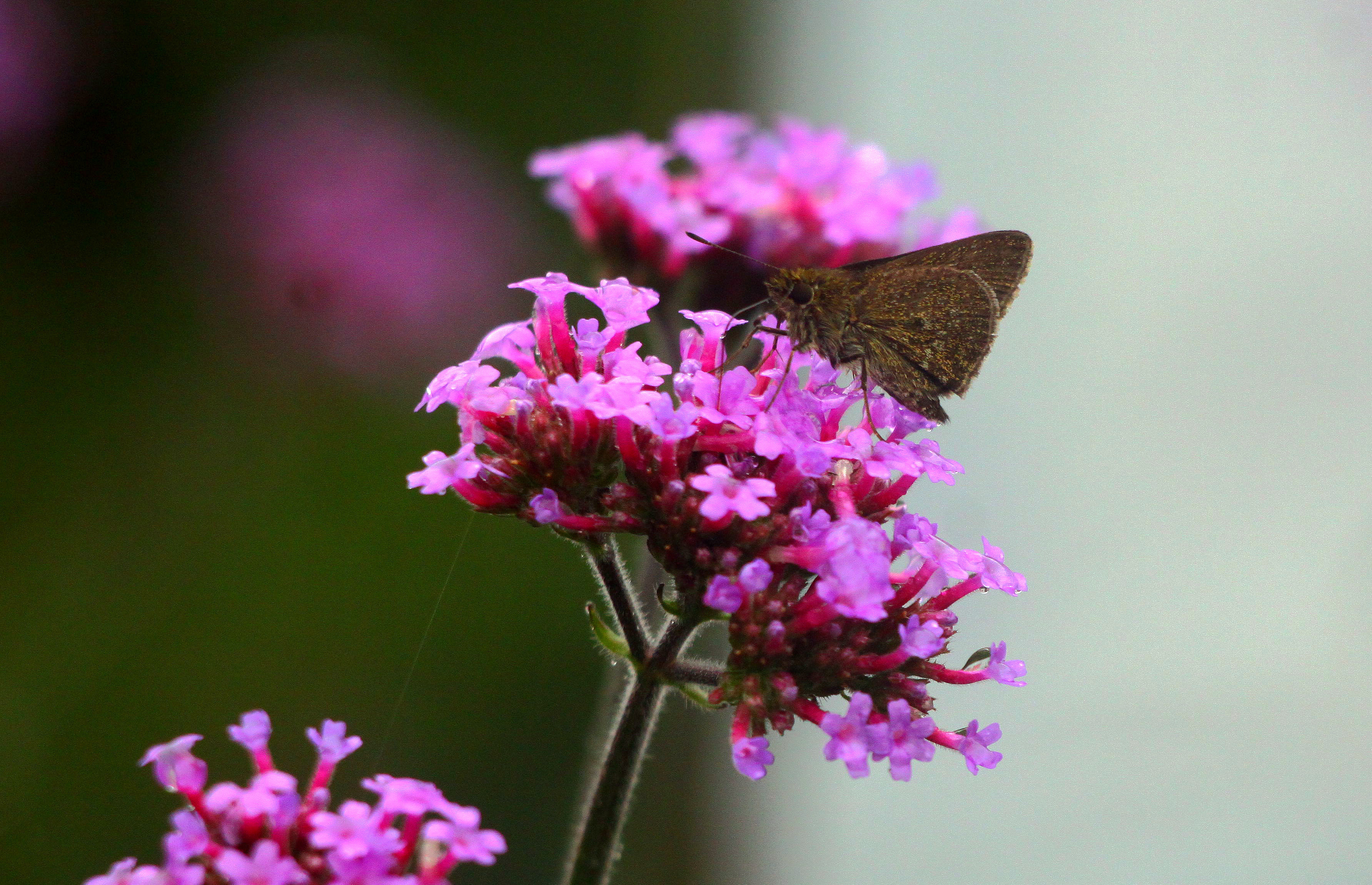 1656904195954324.jpg 黑锷弄蝶1645(拍摄:张启航).jpg