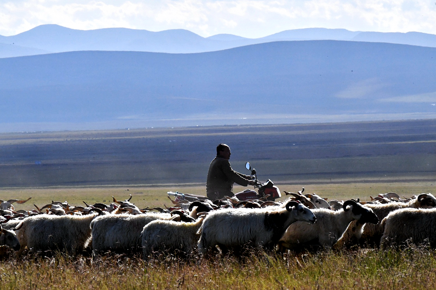 默勒镇的牧民骑着摩托赶羊.jpeg
