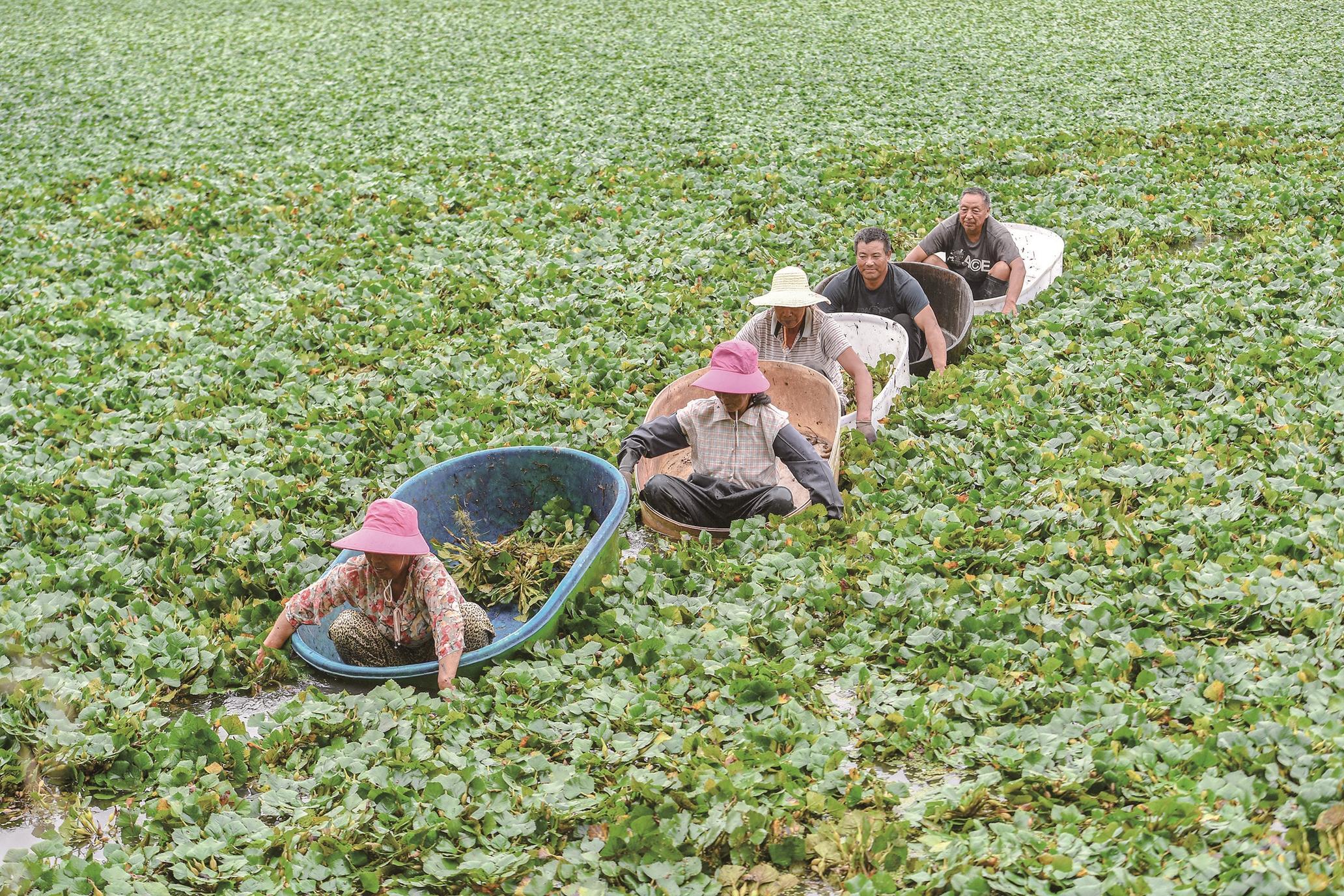 每天凌晨3时开始,菱农们就开始下塘采菱角