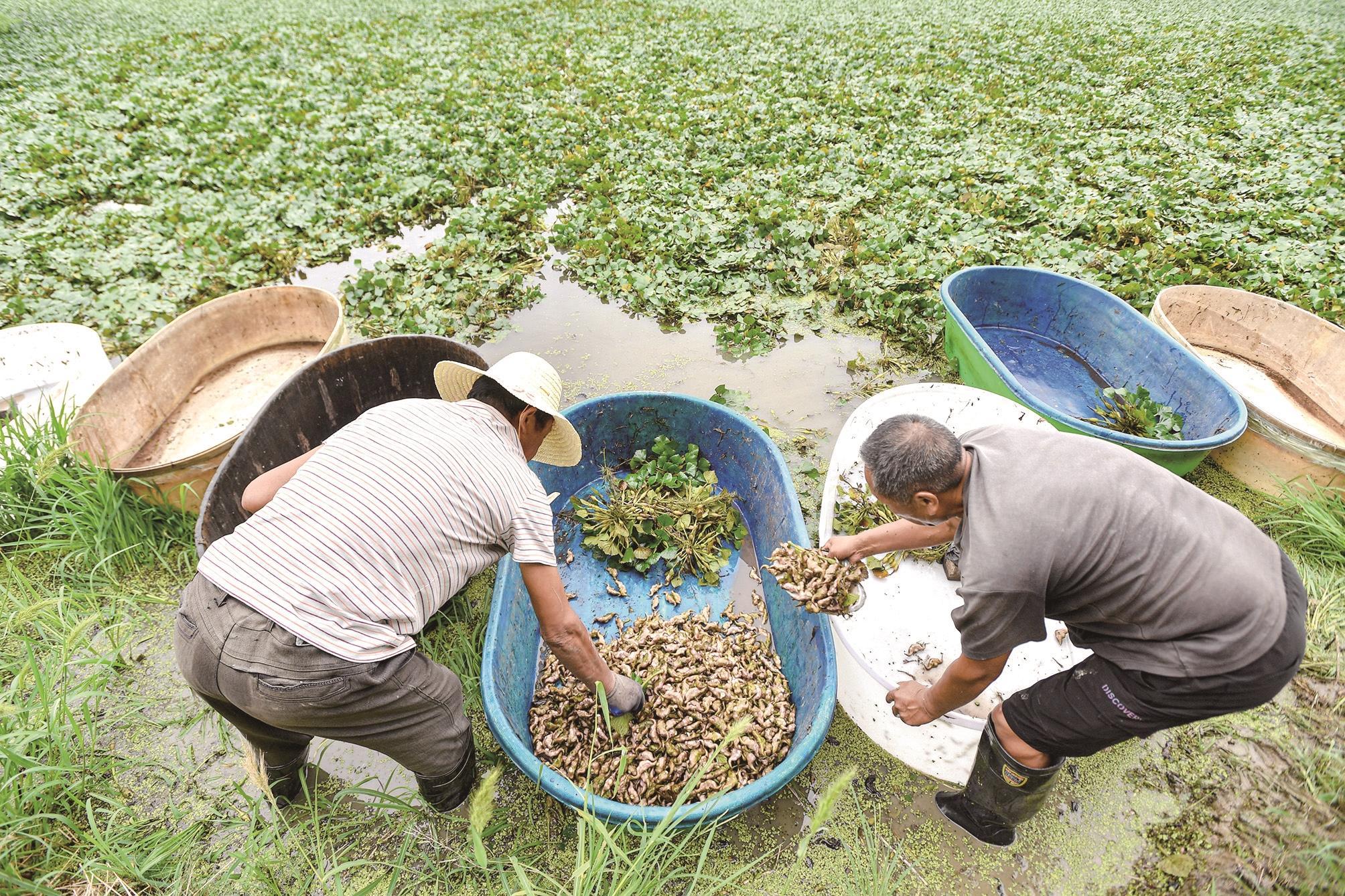 菱农将刚采摘的菱角收集装袋