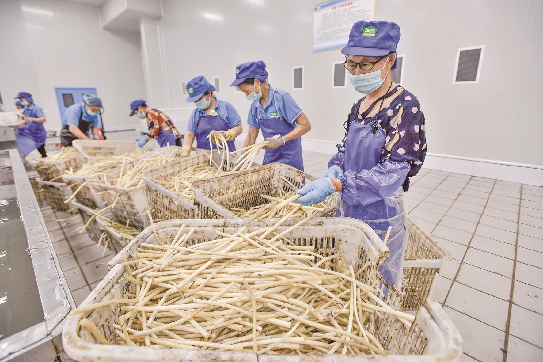 除菱角外，鲜嫩的藕带也畅销全国