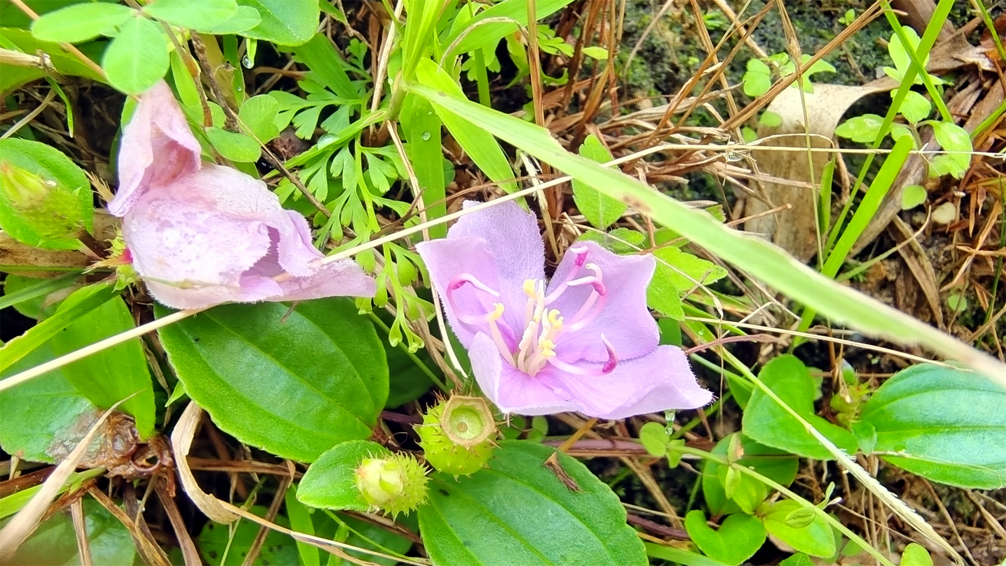 美丽吉安之赏花系列地菍花绽放娇美
