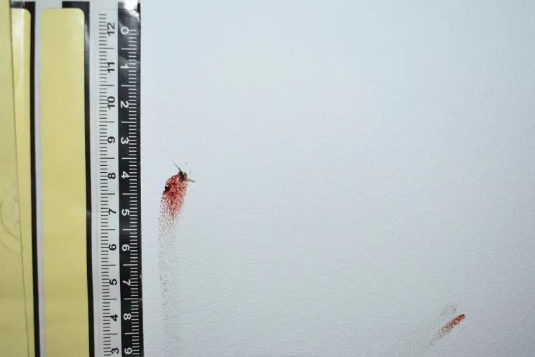 1657502664419449.jpg 蚊子1.jpg