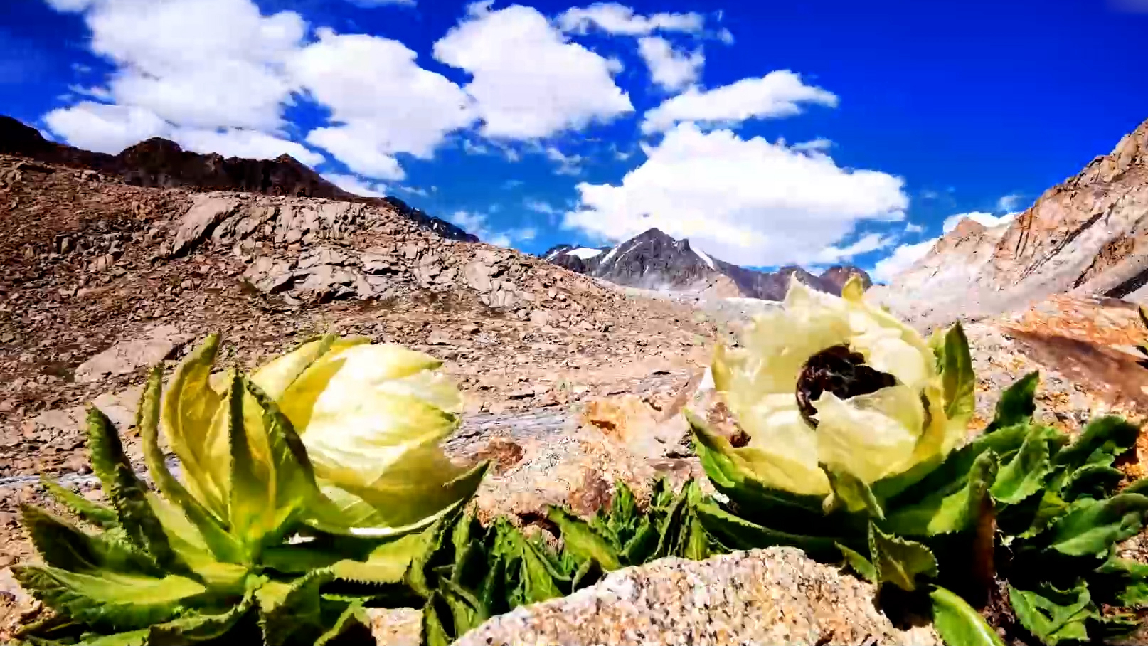 超凡脱俗新疆喀尔里克冰川雪莲花绽放