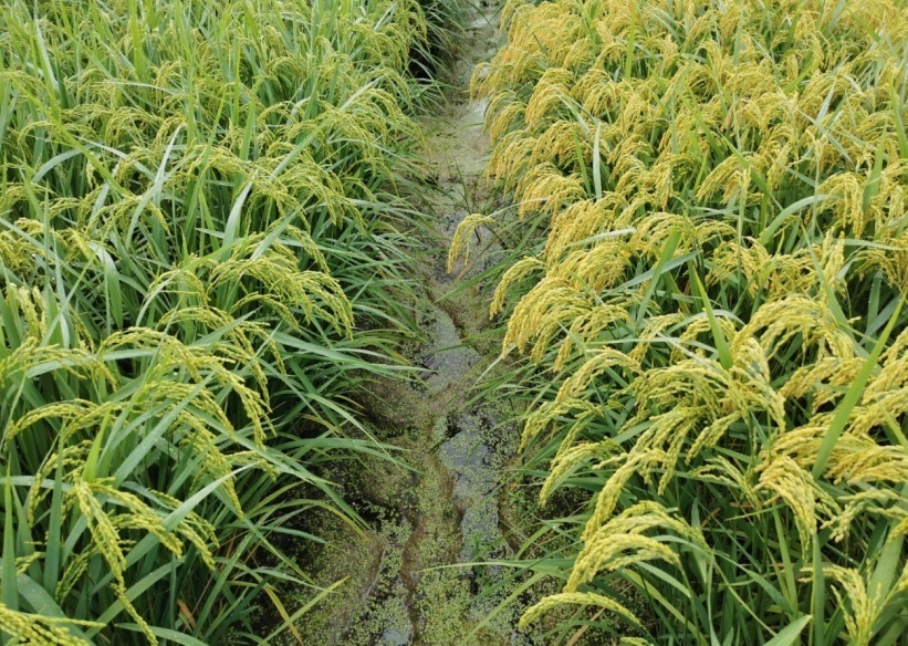 image.png?x-oss-process=style/w10