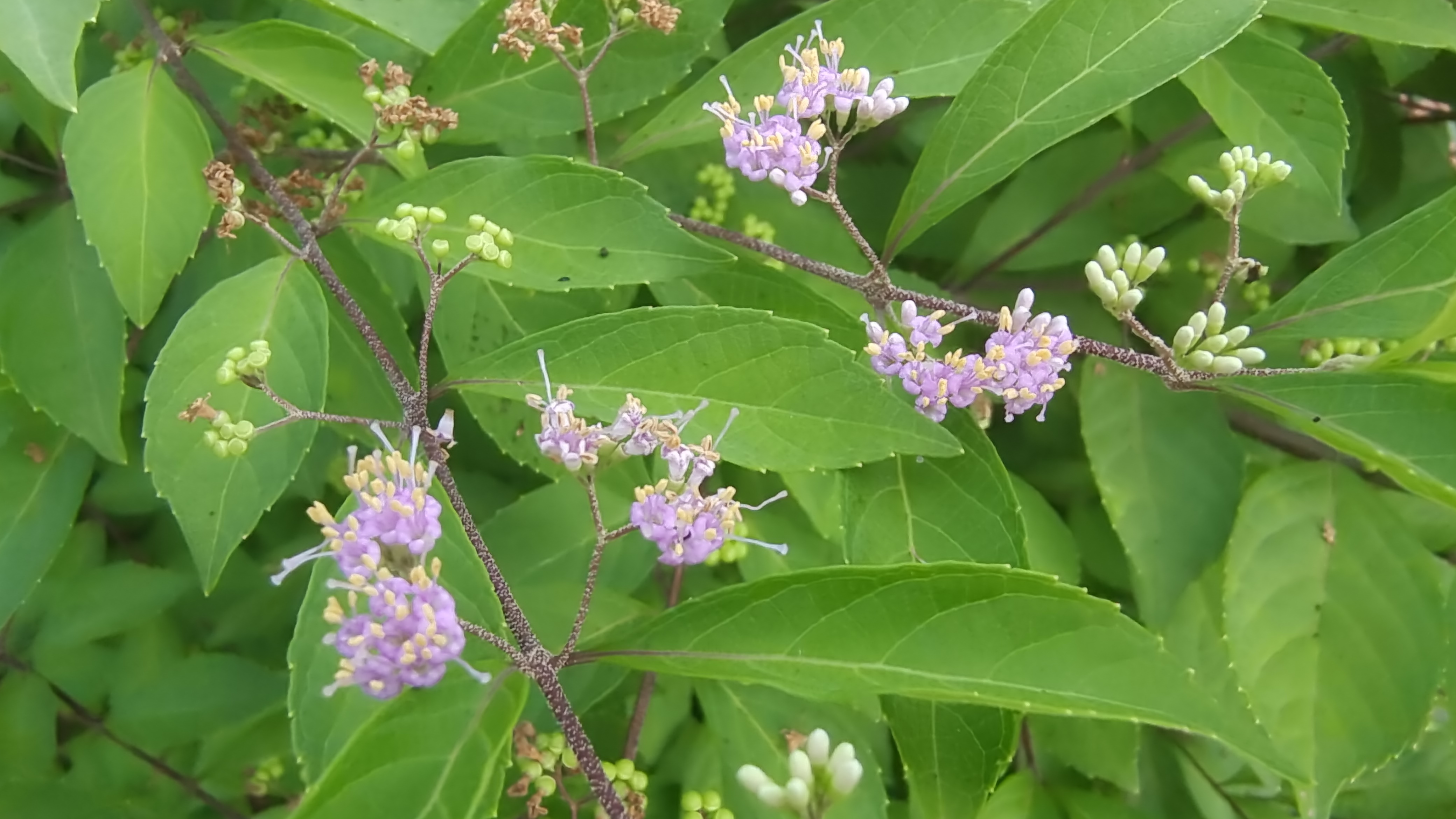美丽吉安之赏花系列白棠子树花开绚丽