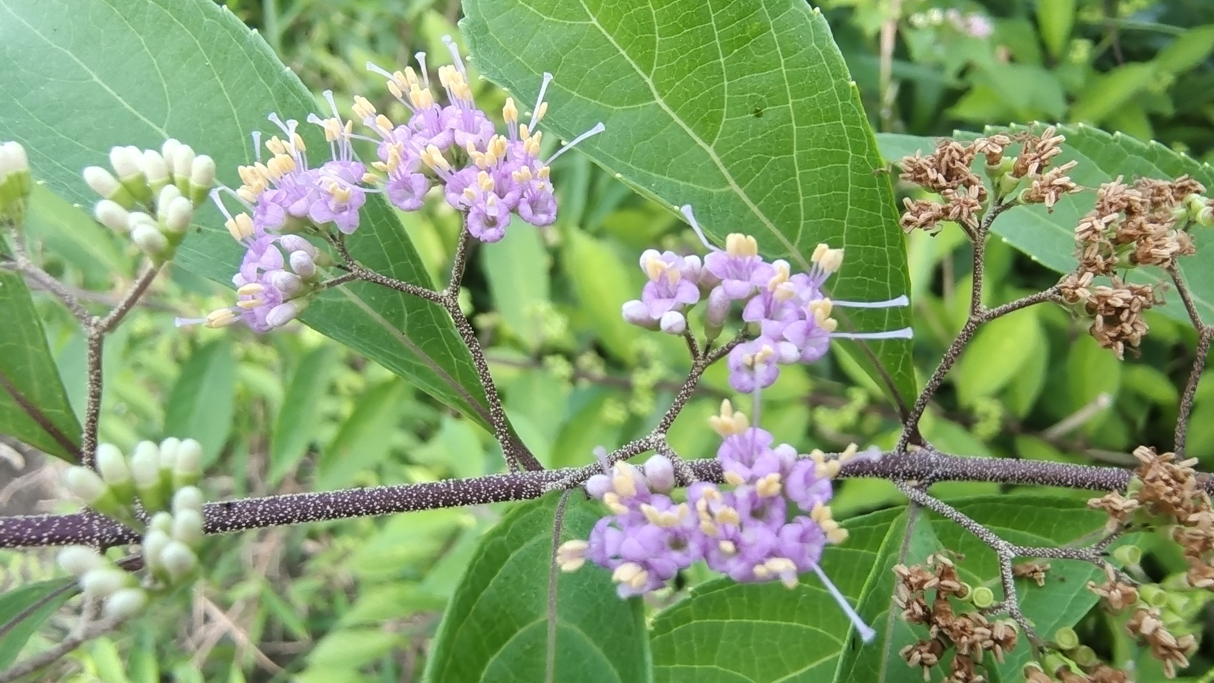 美丽吉安之赏花系列白棠子树花开绚丽