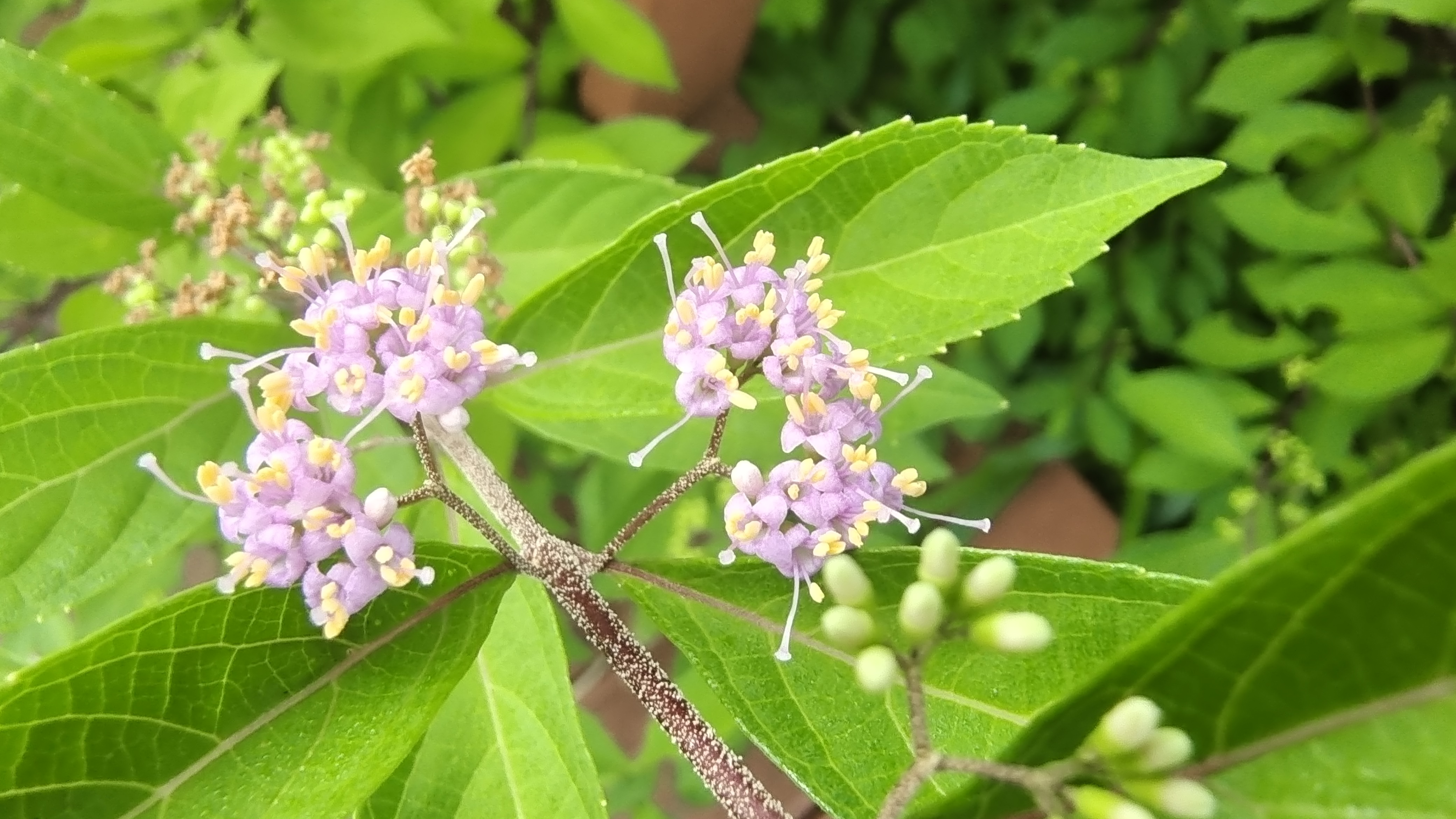 美丽吉安之赏花系列白棠子树花开绚丽