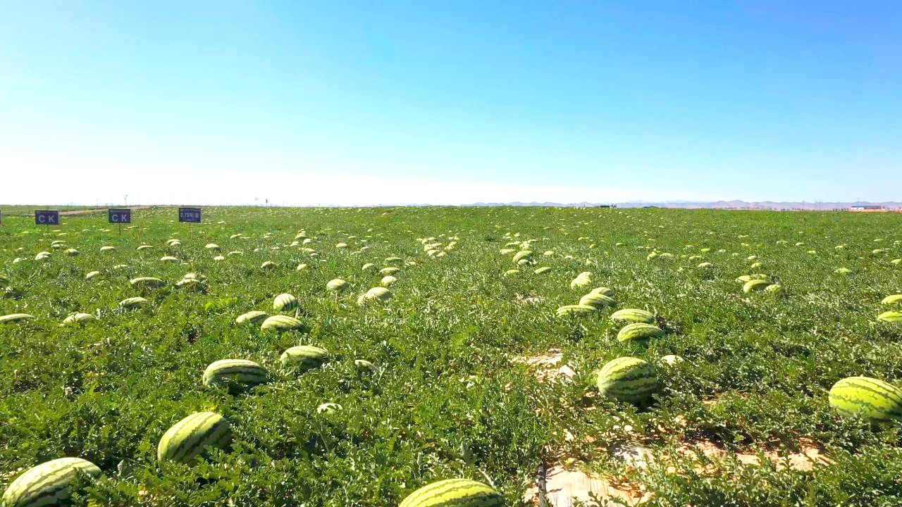 宁夏中宁县徐套乡徐套村西瓜飘香产业旺托起群众致富梦
