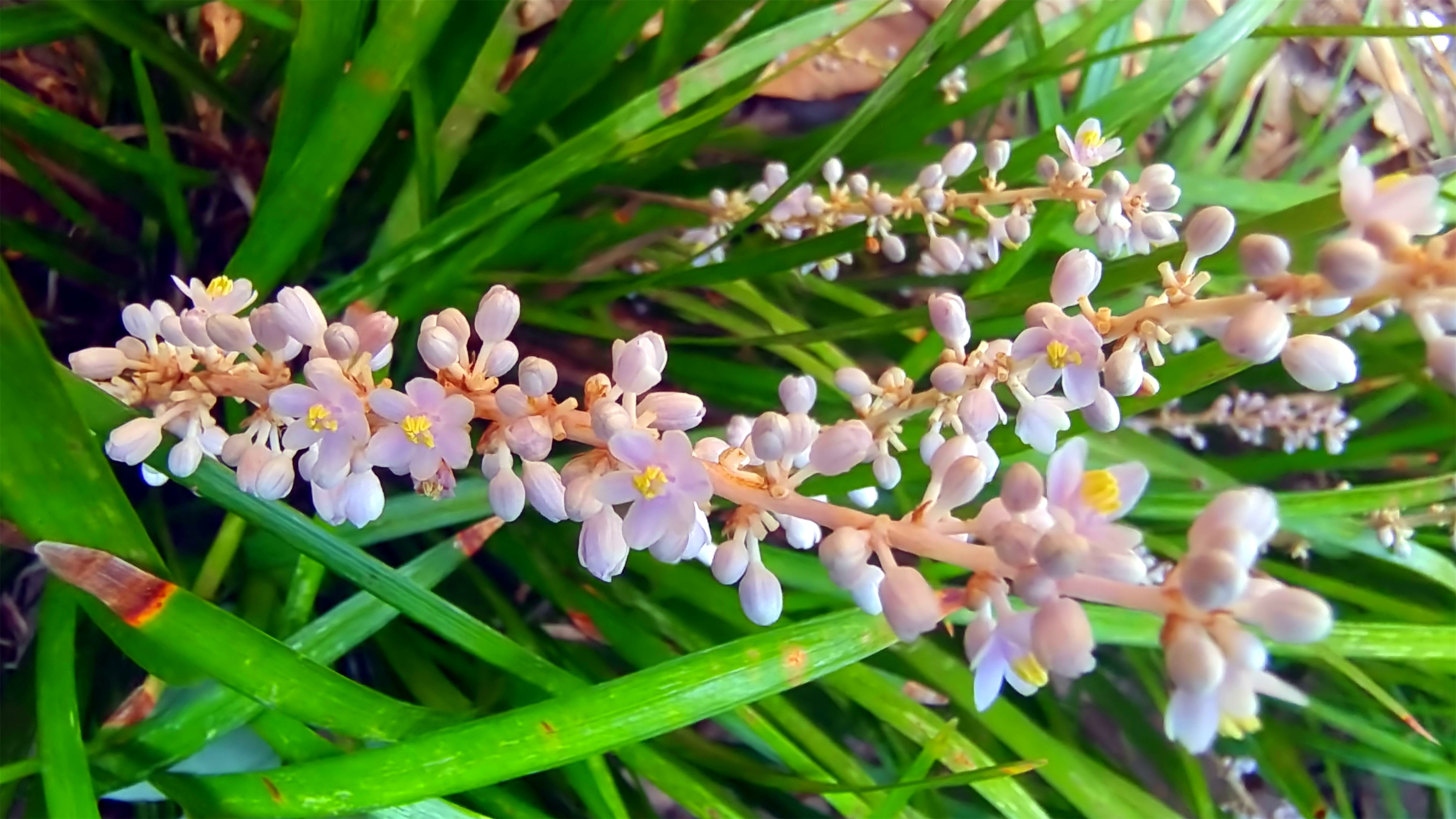 美丽吉安之赏花系列山麦冬花开小巧浪漫