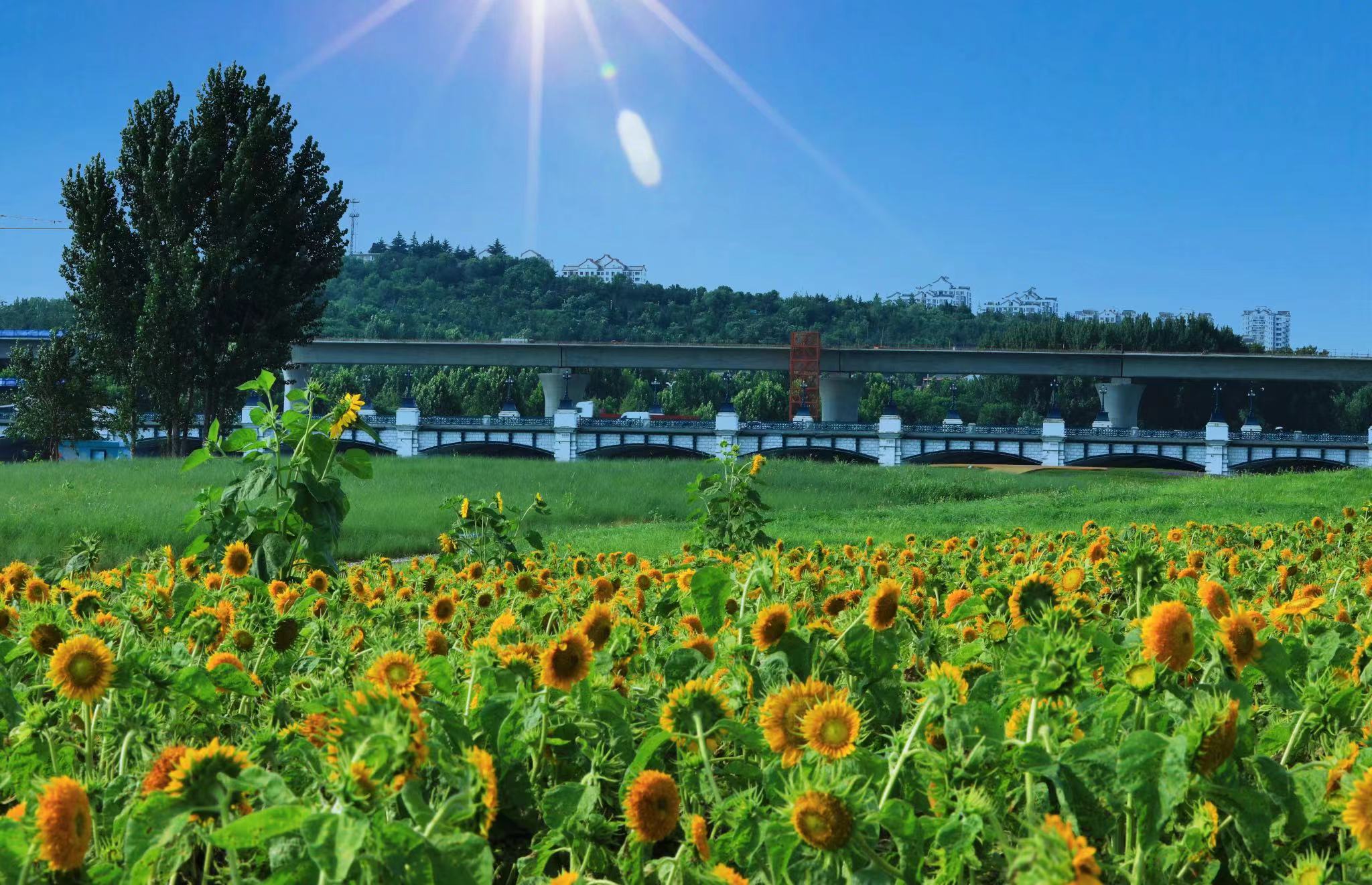 花海正当季烟台市福山区隅园