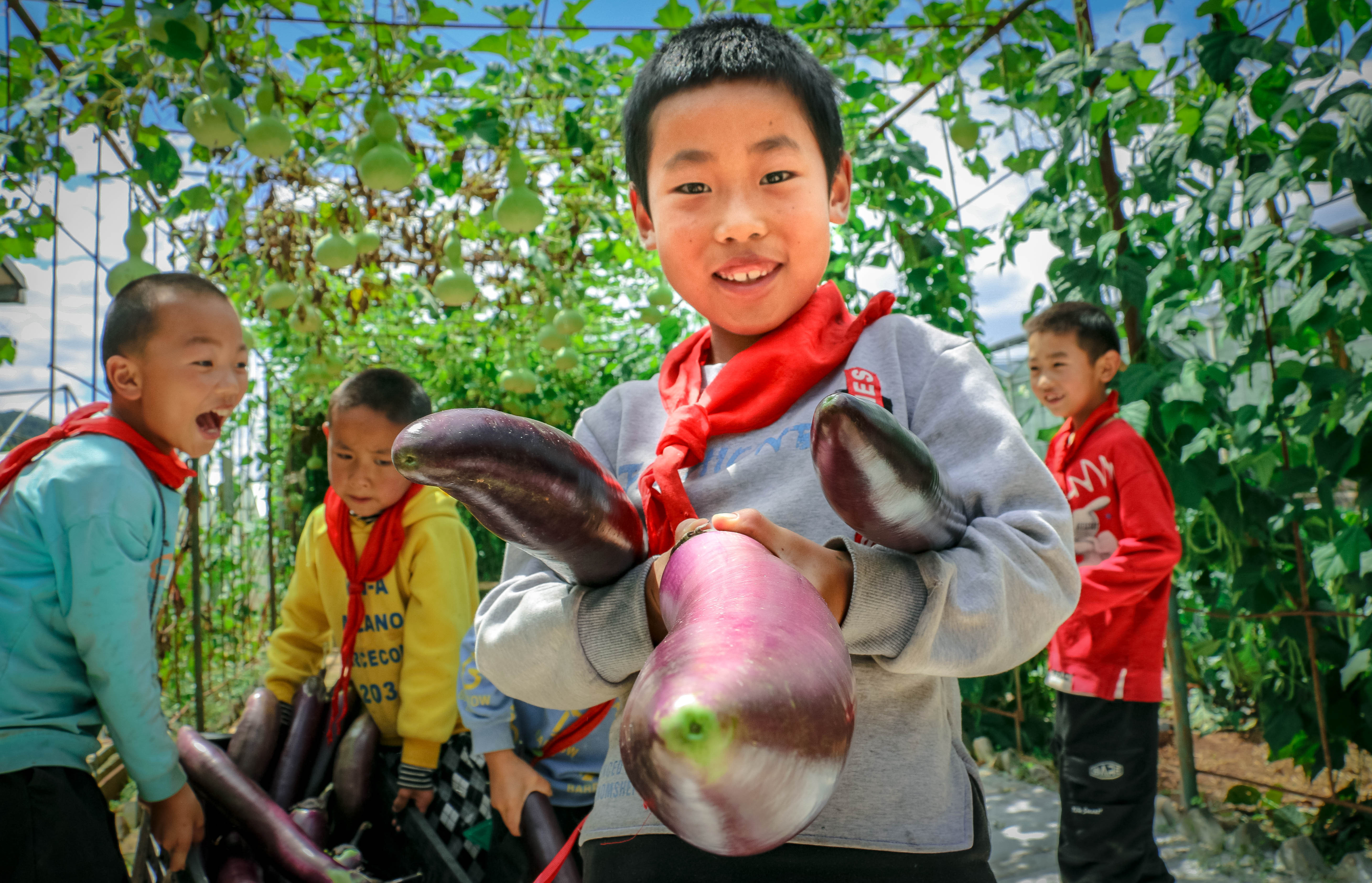 1664151530687873.jpg?x-oss-process=style/w10 靖外明德小学的劳动课上学生自己动手采摘茄子。人民网曾智慧摄 (3).jpg?x-oss-process=style/w10