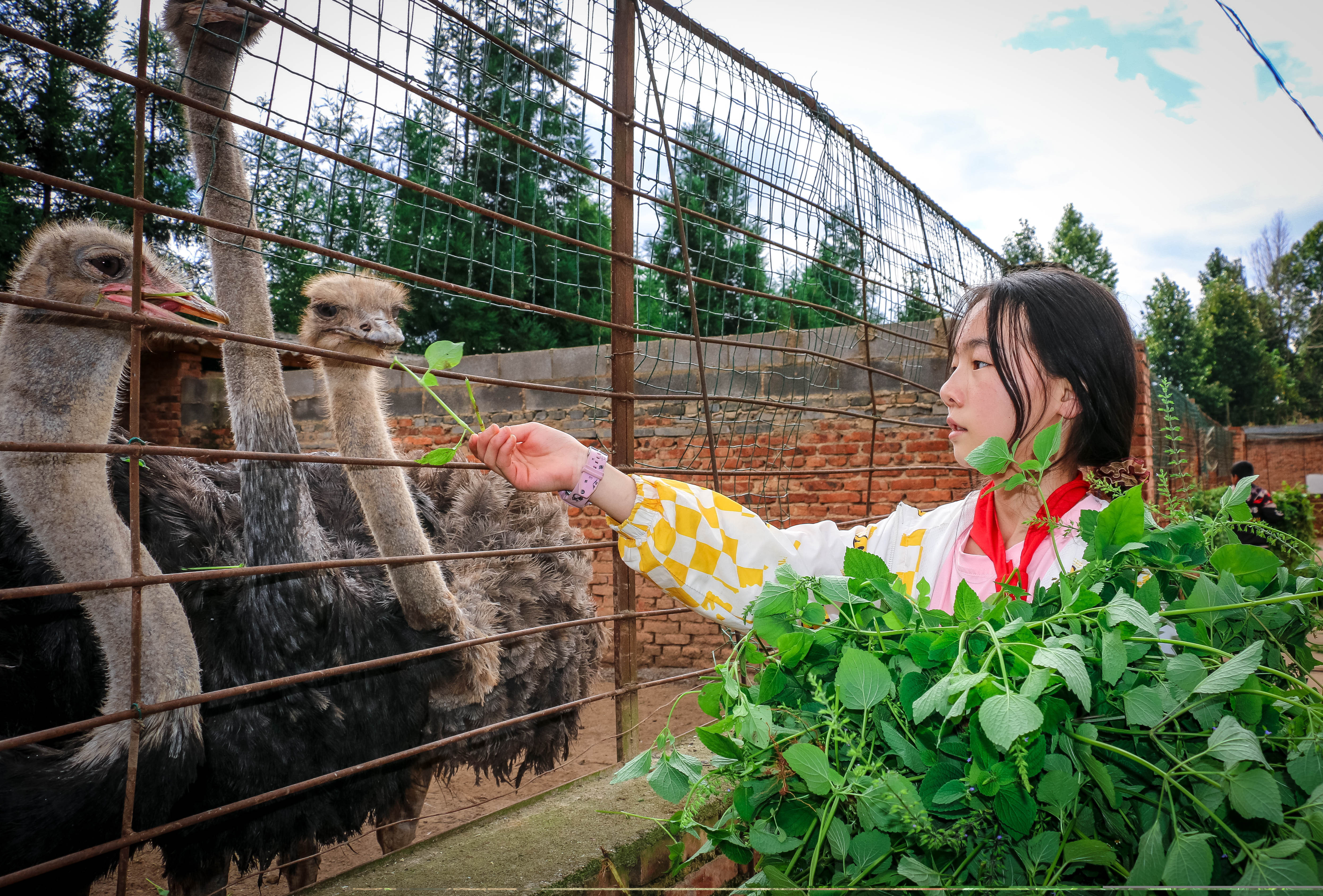 1664151607127509.jpg?x-oss-process=style/w10 同学们将割来的草喂给小动物。人民网曾智慧摄 (13).jpg?x-oss-process=style/w10