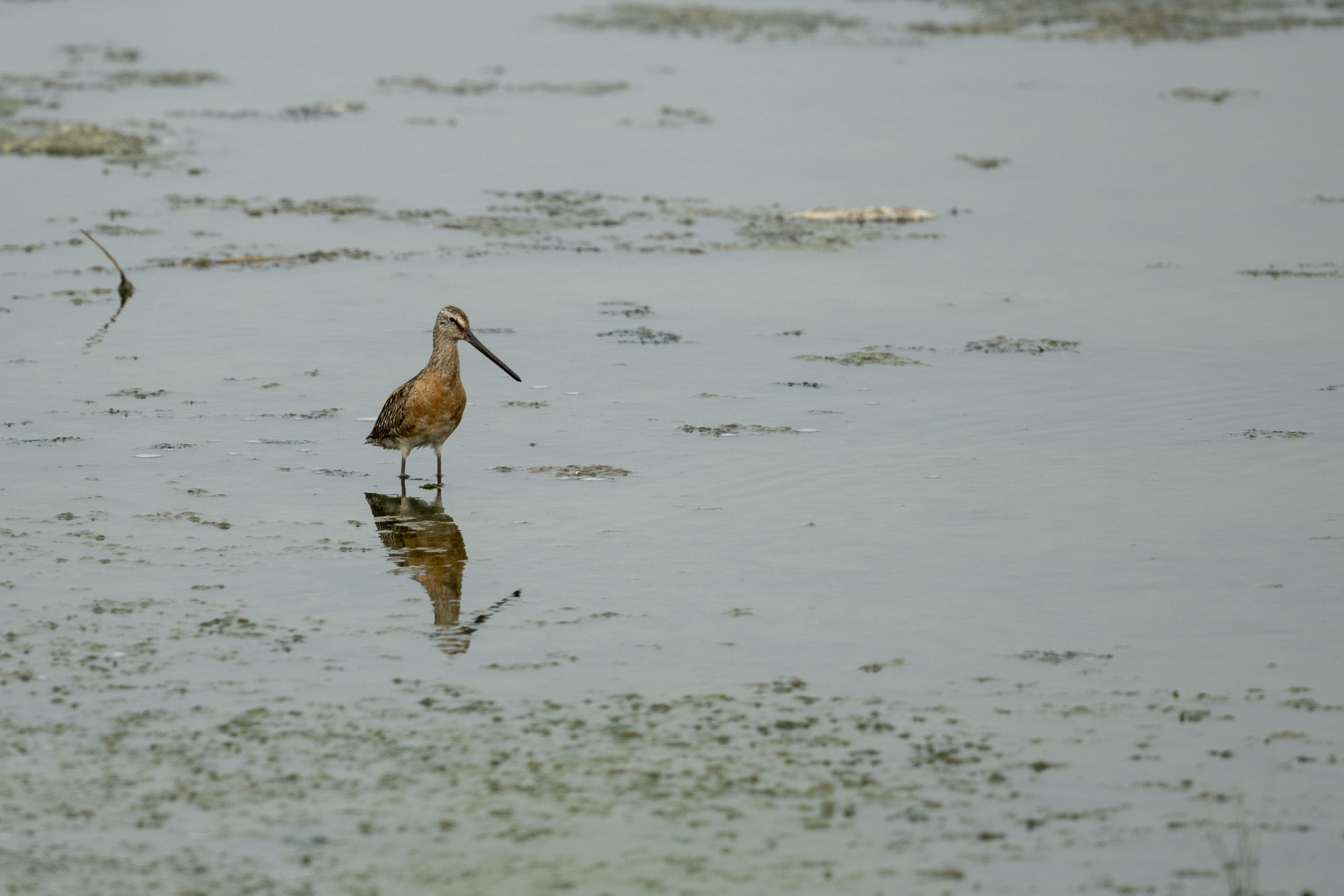 半蹼鹬.jpg?x-oss-process=style/w10