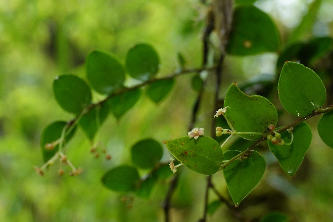 1665385130880924.png 乌.png