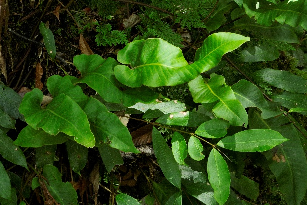 1665385161684098.png 毛毡.png