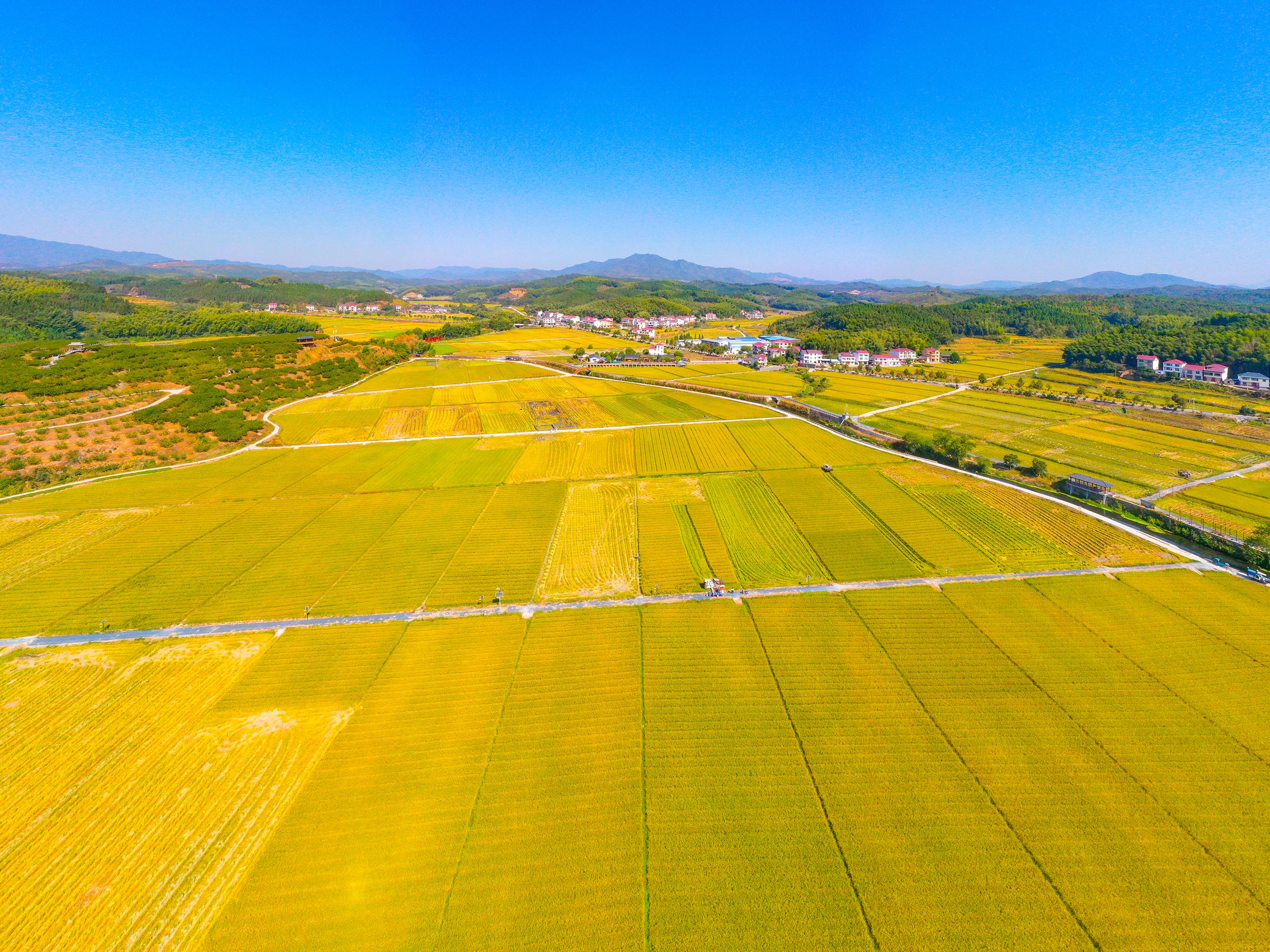 1666058805991004.jpg 风吹稻浪收割忙。(摄影:肖开涯).JPG