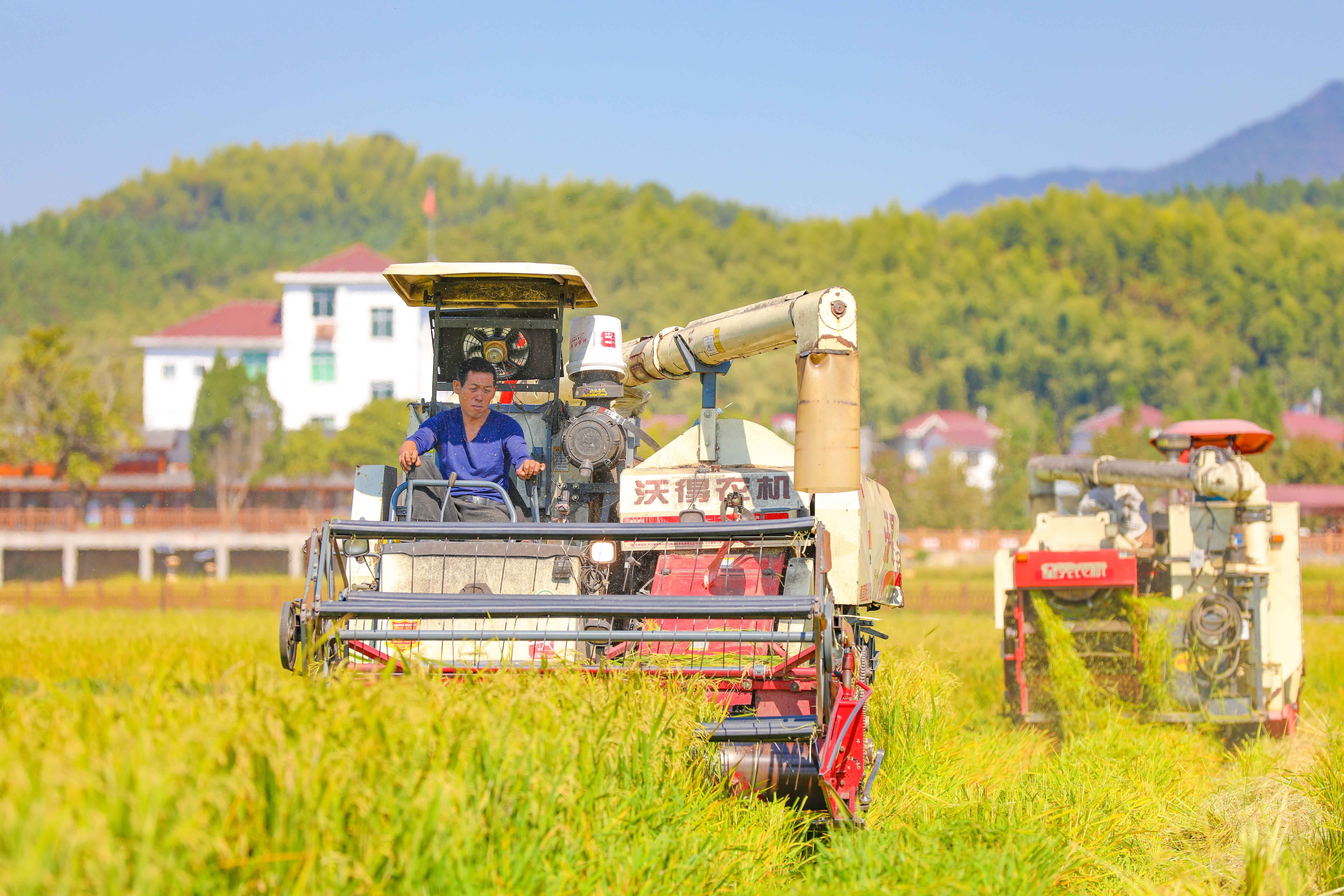 1666058776495732.jpg 杂交水稻制种机械化收割。(摄影:肖开涯).JPG