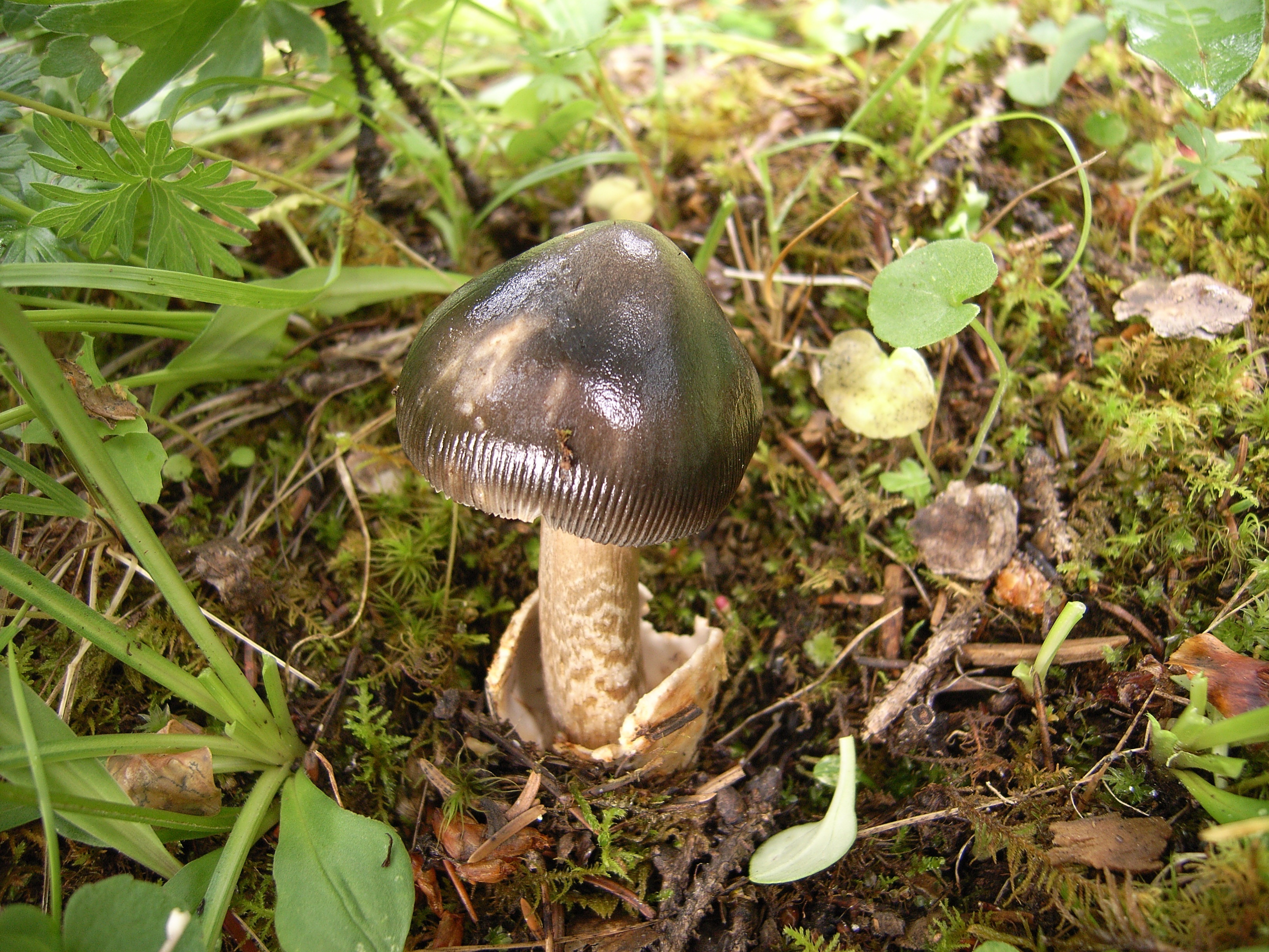 1666654721550063.jpg 褐黄鹅膏Amanita umbrineolutea蔡箐拍摄.JPG