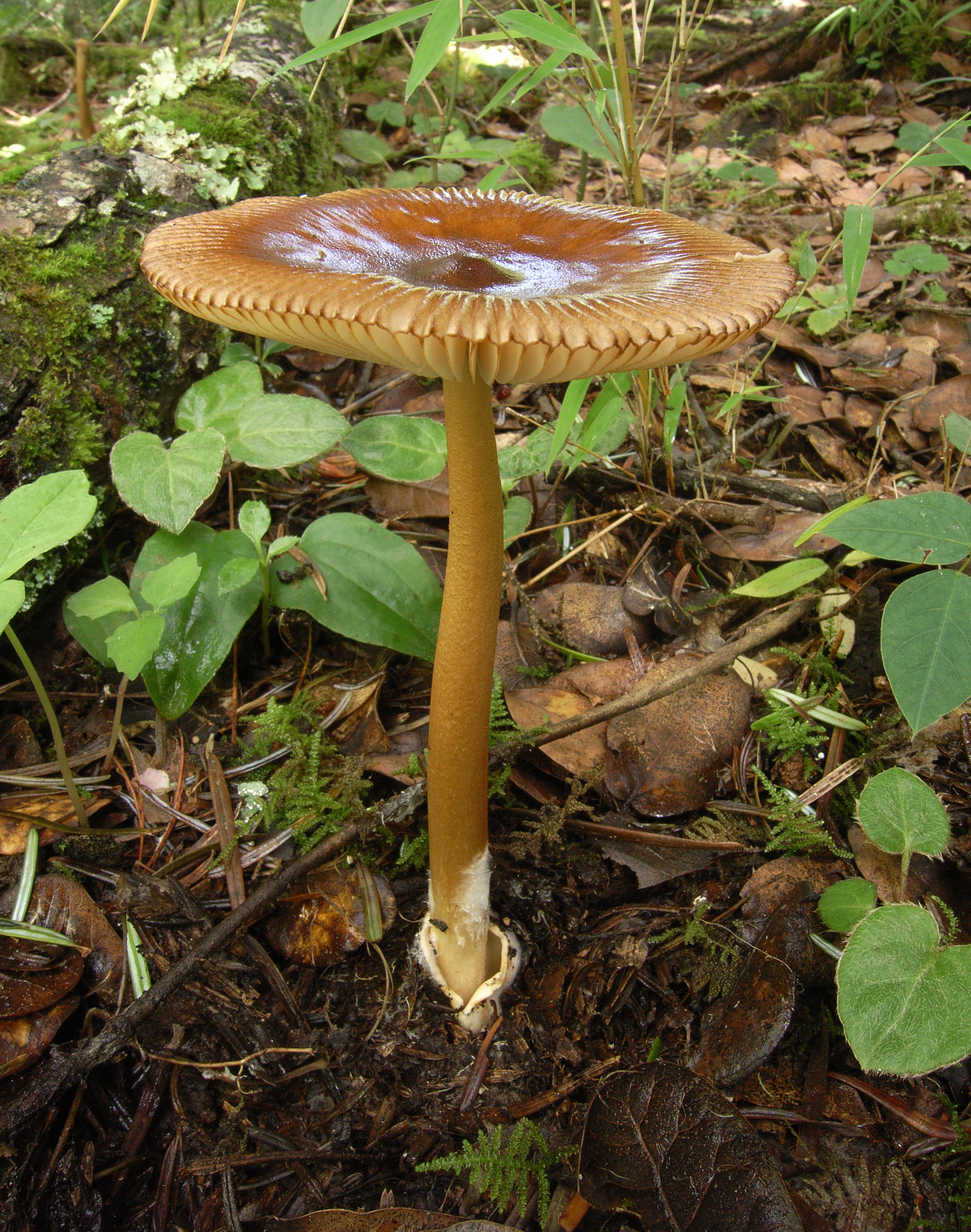 1666654686344056.jpg 东方褐盖鹅膏Amanita orientifulva杨祝良拍摄.JPG