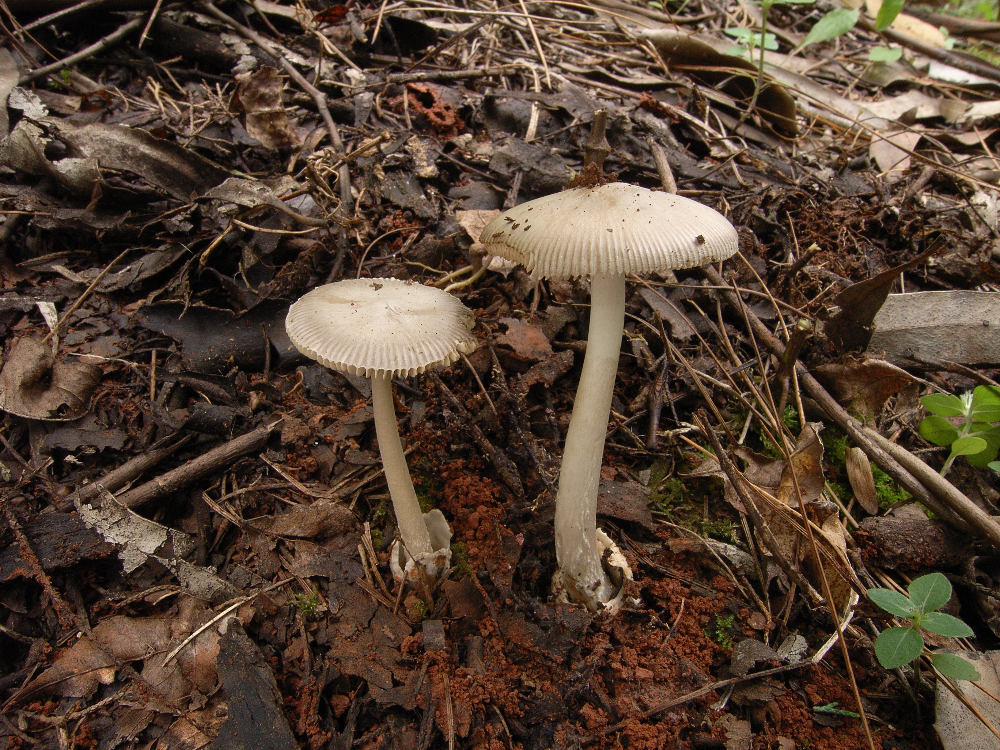 1666654763687454.jpg 假灰托鹅膏Amanita pseudovaginata 杨祝良摄影.JPG