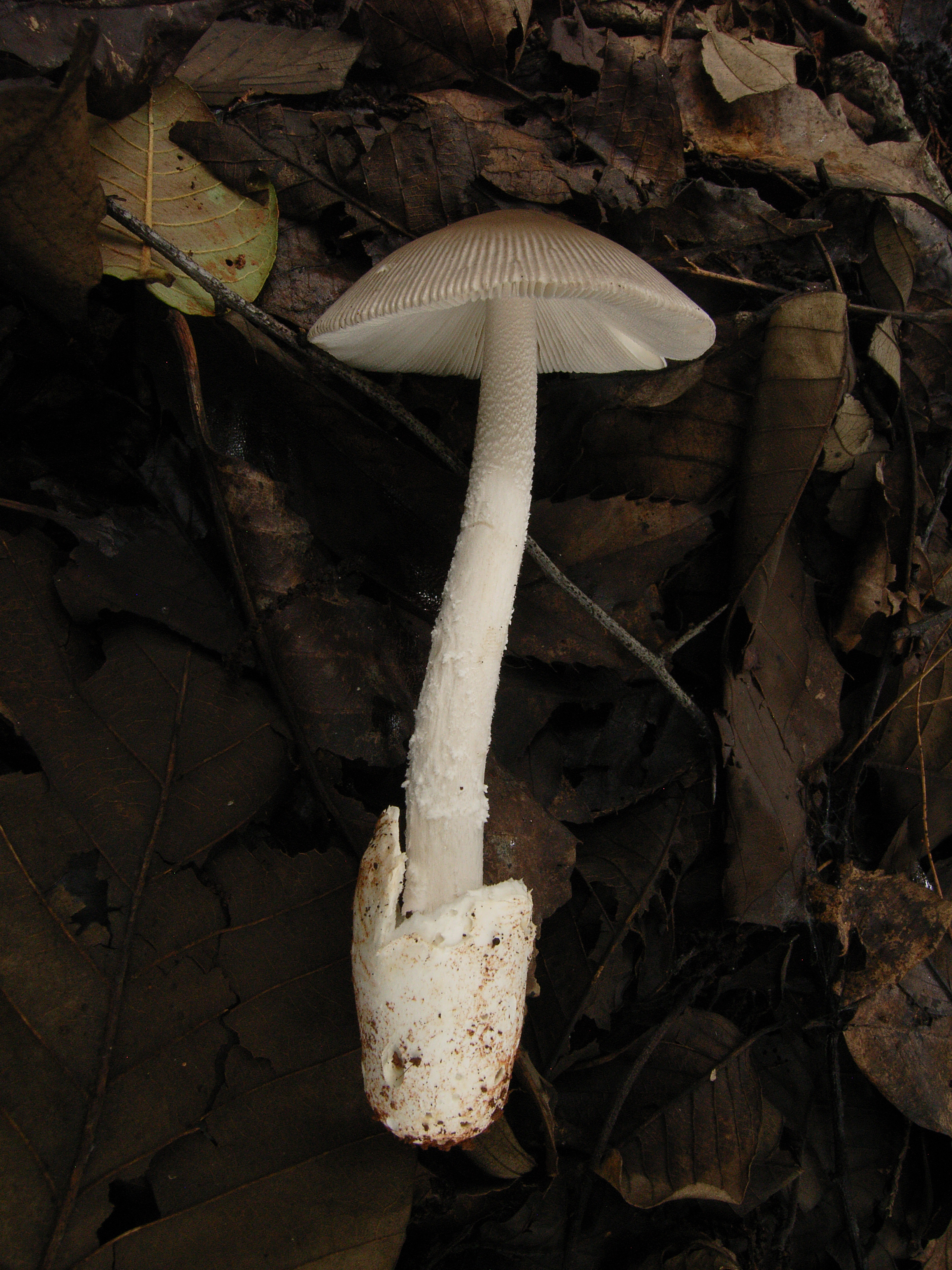 1666654794355246.jpg 卵孢鹅膏Amanita ovalispora 杨祝良摄影.JPG