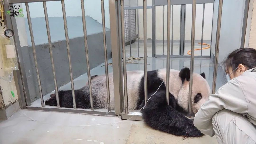 臺北市立動物園已於11月1日順利抵達桃園機場派出的大陸專家吳虹林