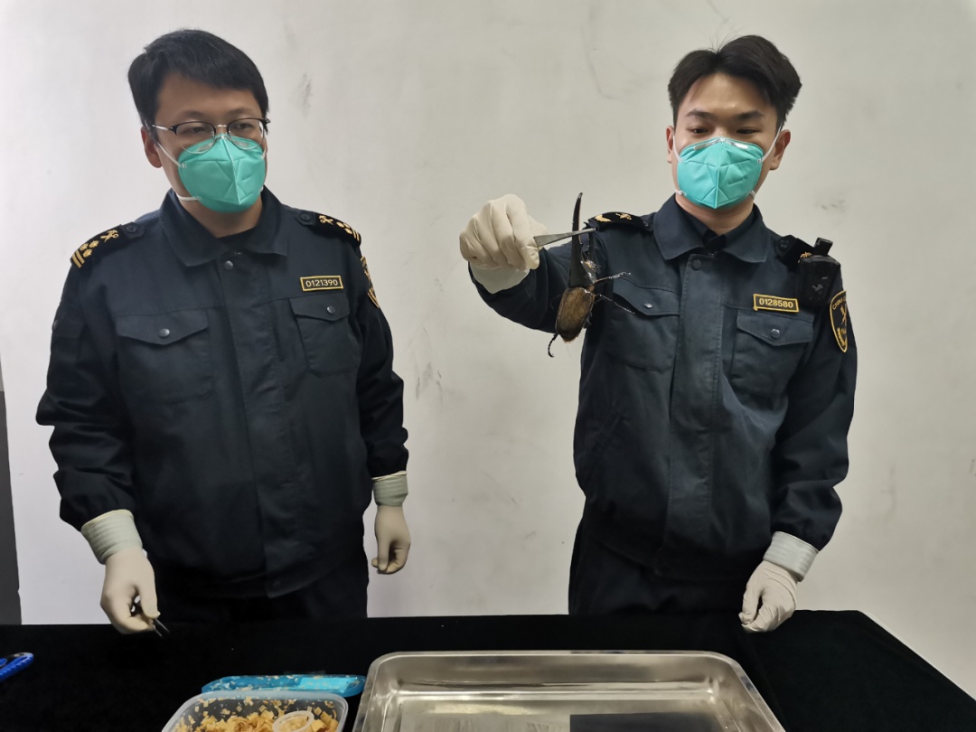 暂不予放行北京海关查获活体长戟犀金龟