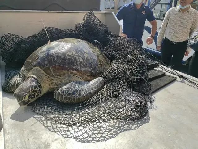 海龟背天线游向大海