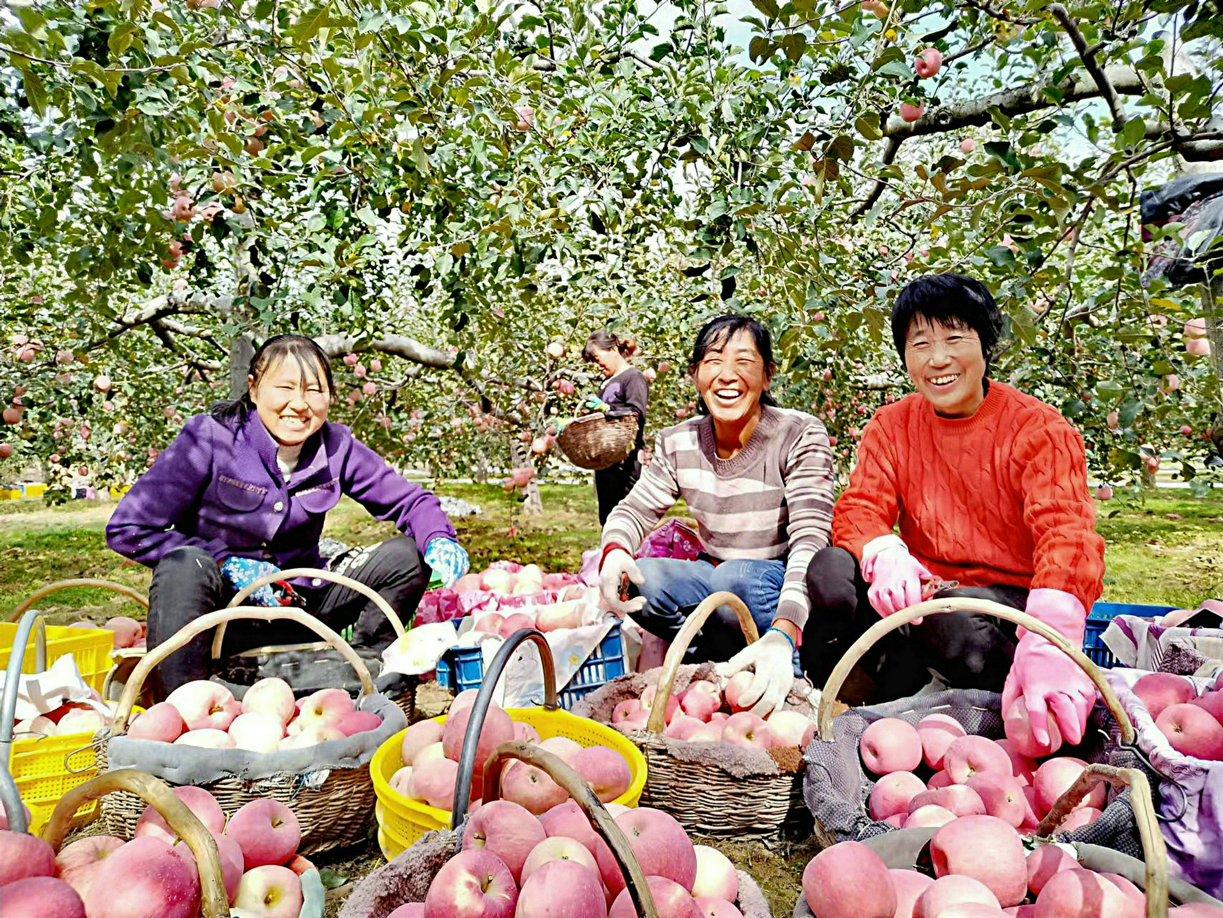 深秋时节，庆城县赤城镇苹果飘香，3.6万亩苹果喜获丰收，预计亩产可达2500公斤，吸引了不少外地客商前来收购。图为果农将苹果装筐。 李世栋 摄.jpg