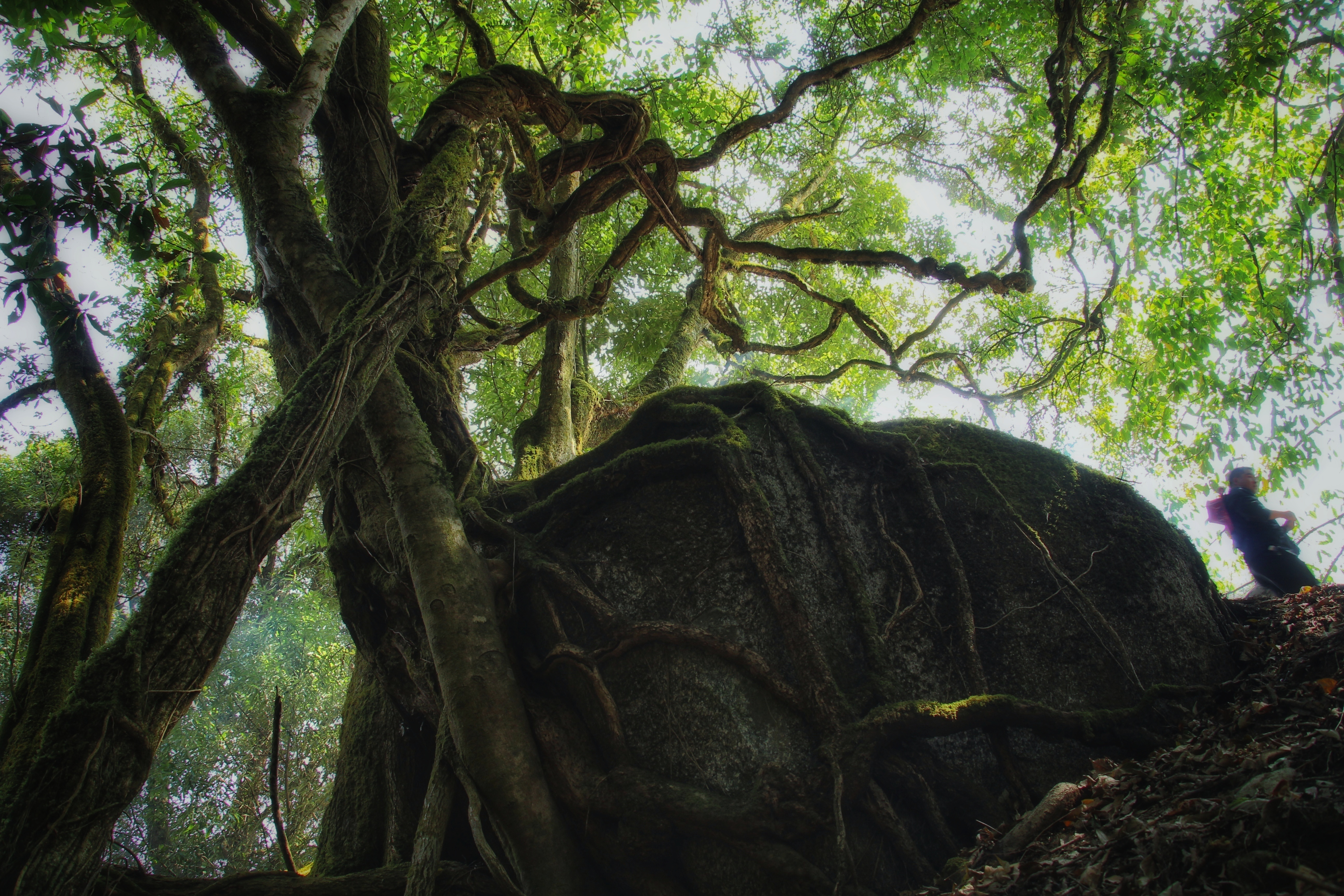 1667801204366424.jpeg 春花塘 仙山 (42).jpeg