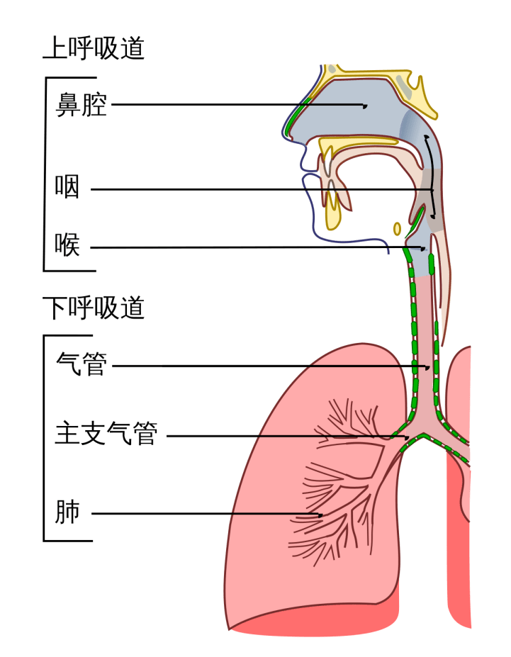 新闻中心 国内国际 正文 呼吸道分上和下