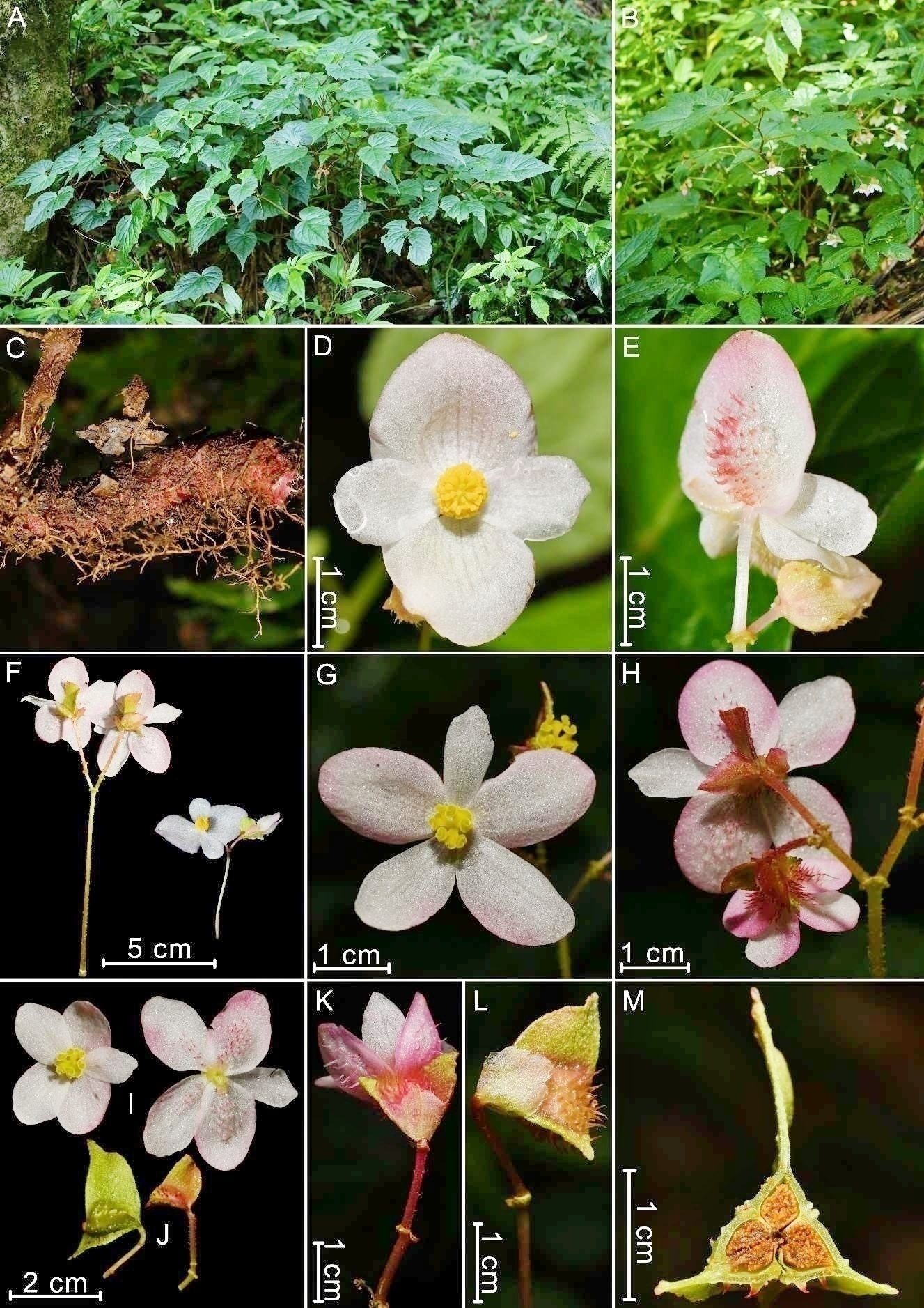 1675821614371313.png 龙陵秋海棠拼图 (中国科学院西双版纳热带植物园供图).png