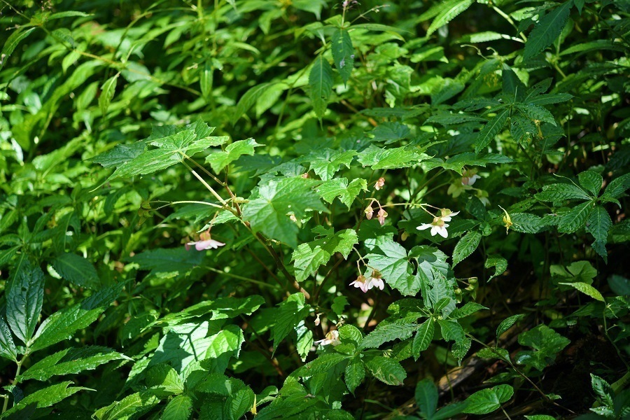 1675822321834818.jpg 龙陵秋海棠的小生境 丁洪波摄.jpg