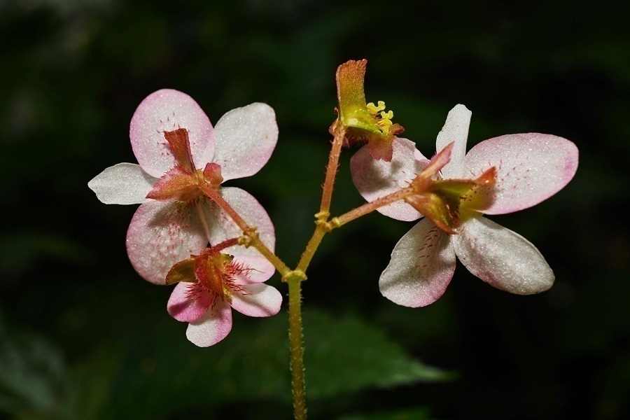 1675822082951466.jpg 龙陵秋海棠的花(背面) 丁洪波摄.jpg