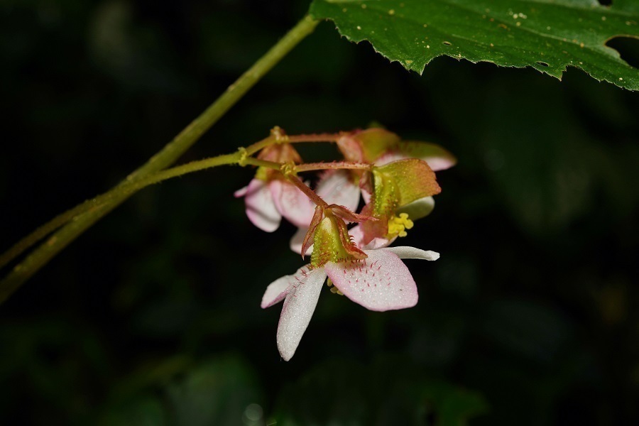 1675822156932344.jpg 龙陵秋海棠的花(侧面) 丁洪波摄.jpg