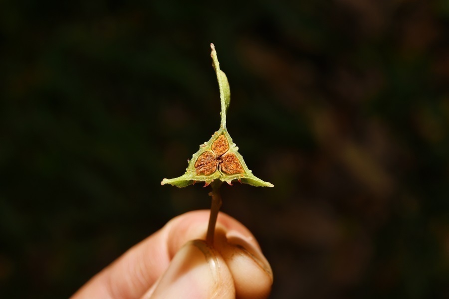 1675822241884726.jpg 龙陵秋海棠的果实横切面 丁洪波摄.jpg