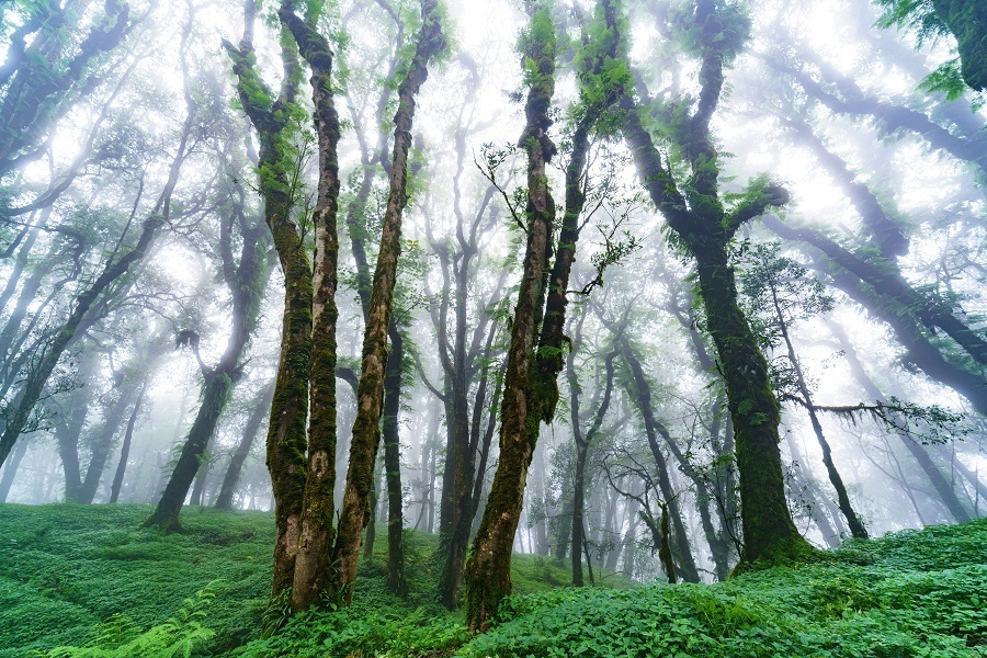 1675822472184983.jpg 龙陵小黑山自然保护区原生境一隅 (夏季) 侯云鹏摄.jpg
