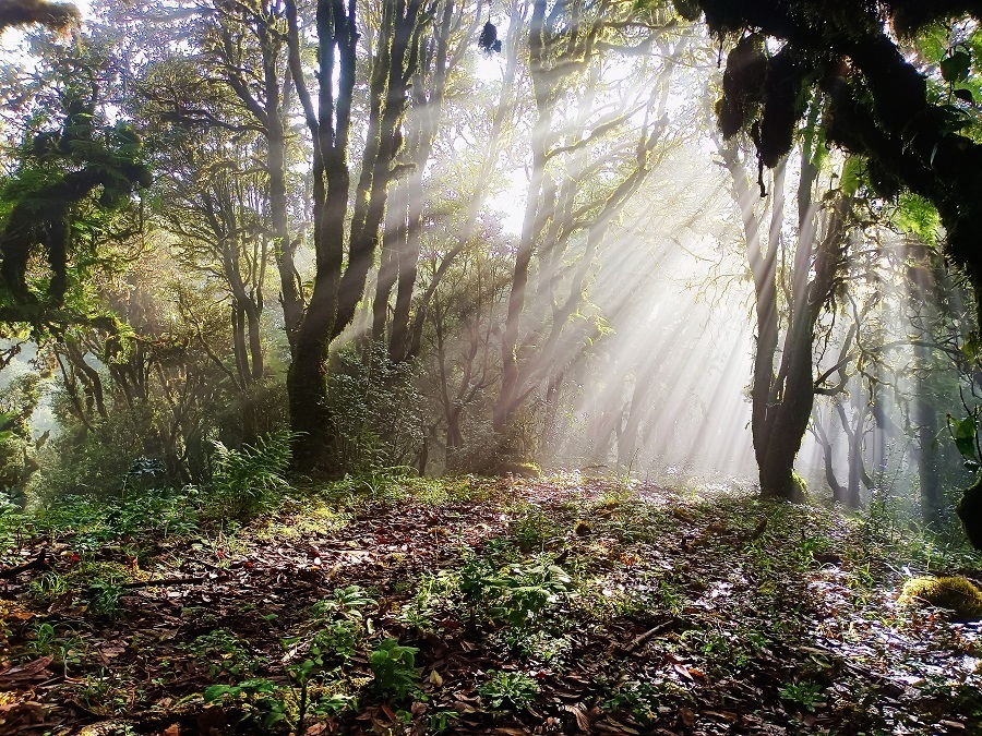 1675822551807355.jpg 龙陵小黑山自然保护区原生境一隅(冬季) 罗国启摄.jpg