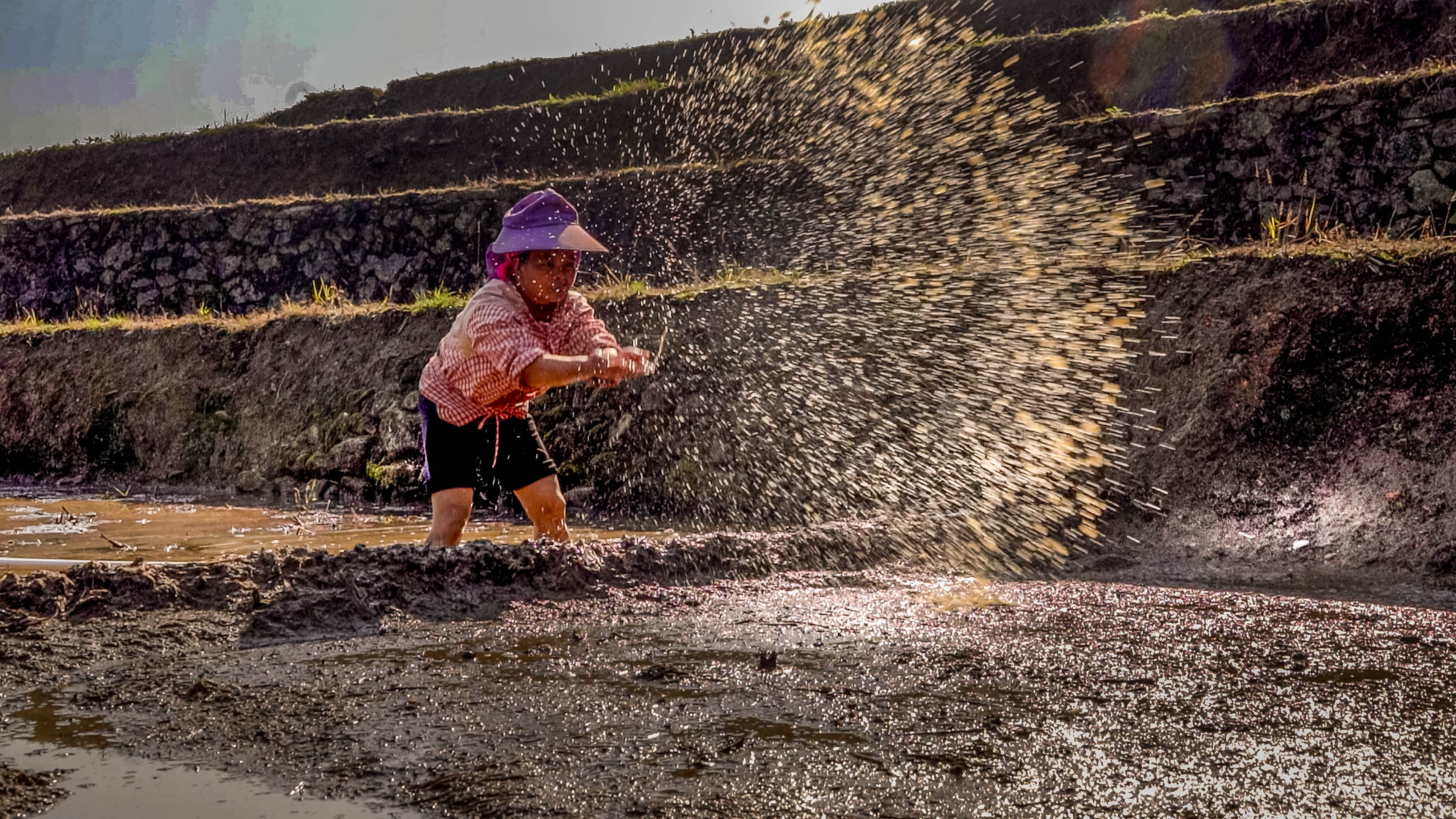 万亩梯田育秧忙。马冬师 施卓慧摄 (9).jpg?x-oss-process=style/w10