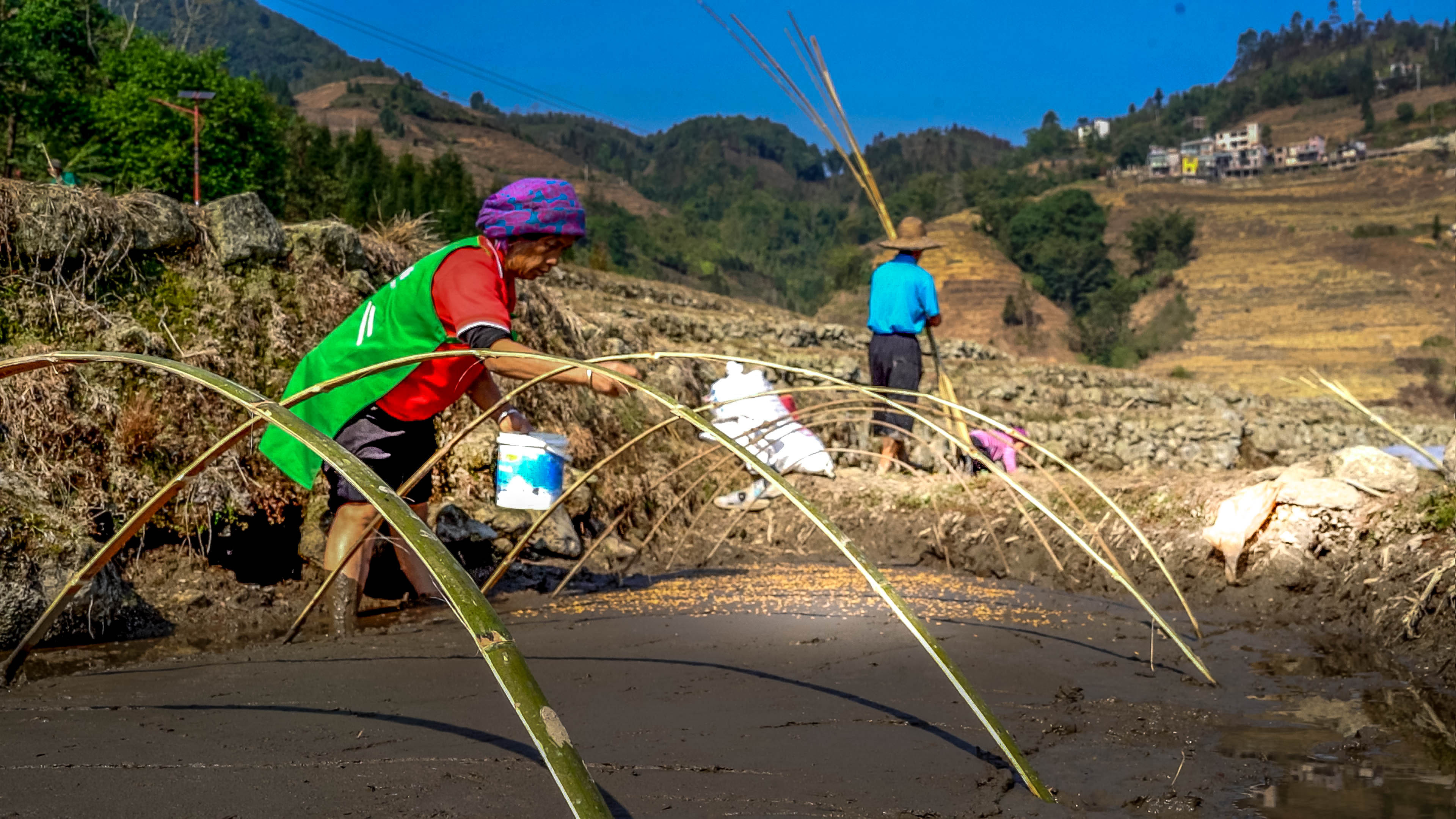 万亩梯田育秧忙。马冬师 施卓慧摄 (11).jpg?x-oss-process=style/w10