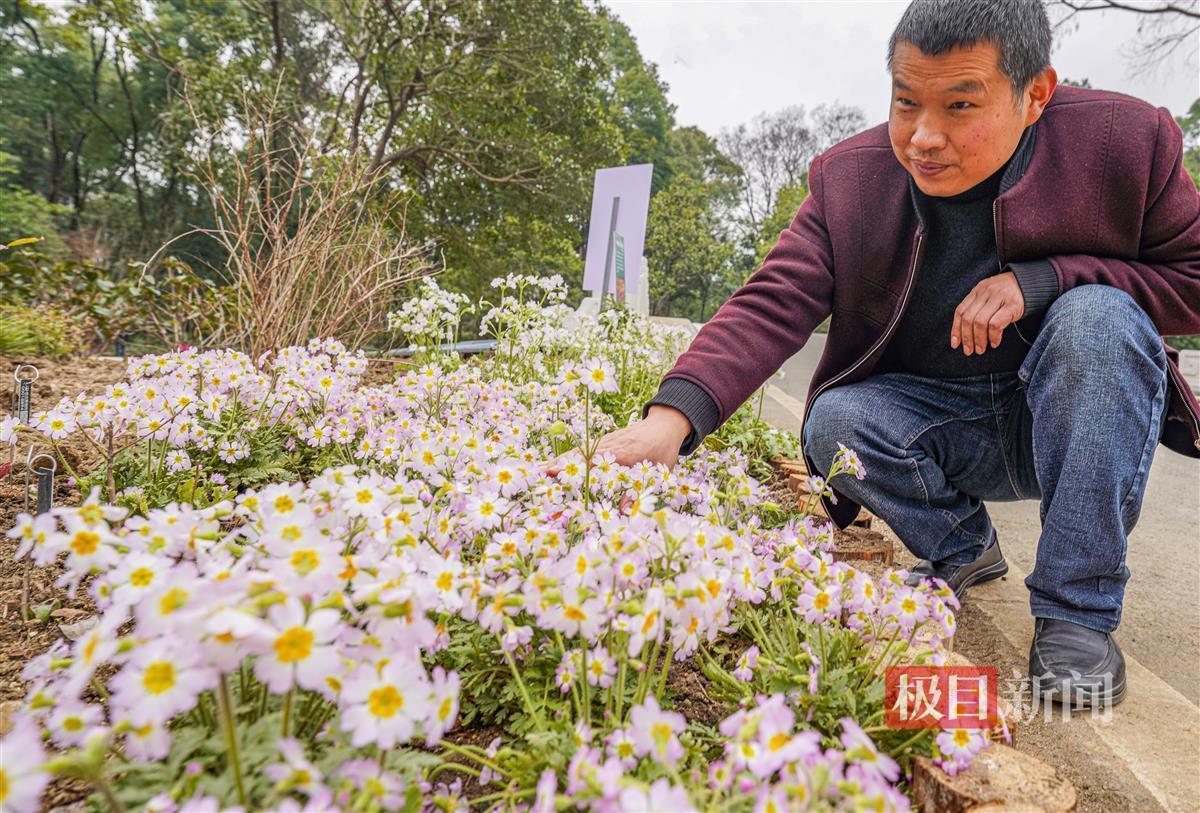 好一朵報春花消失百年又現身武漢植物園首次展出陝西羽葉報春