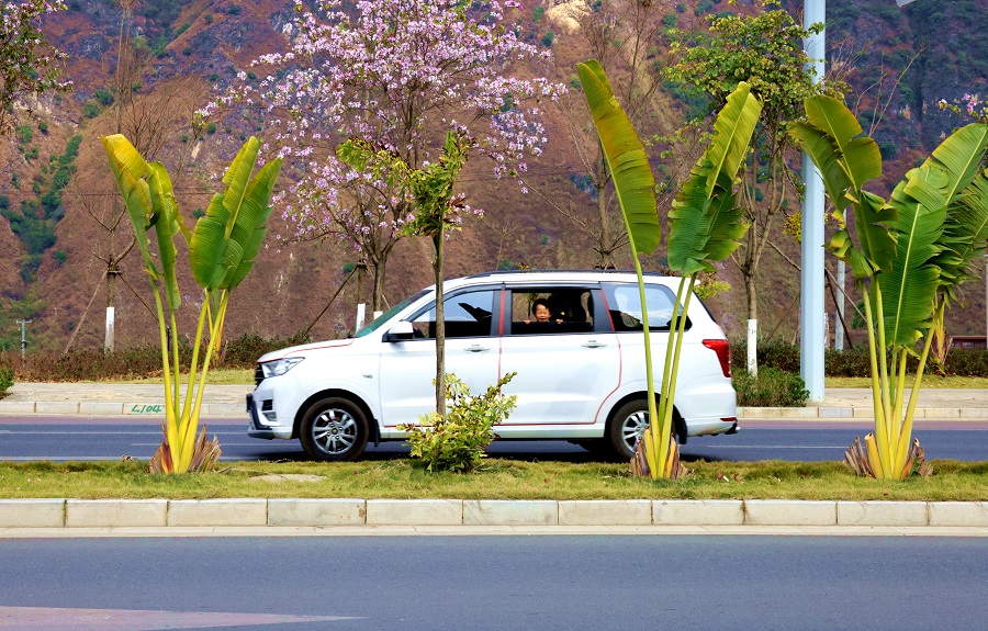怒江大道花开成海 (1).jpg